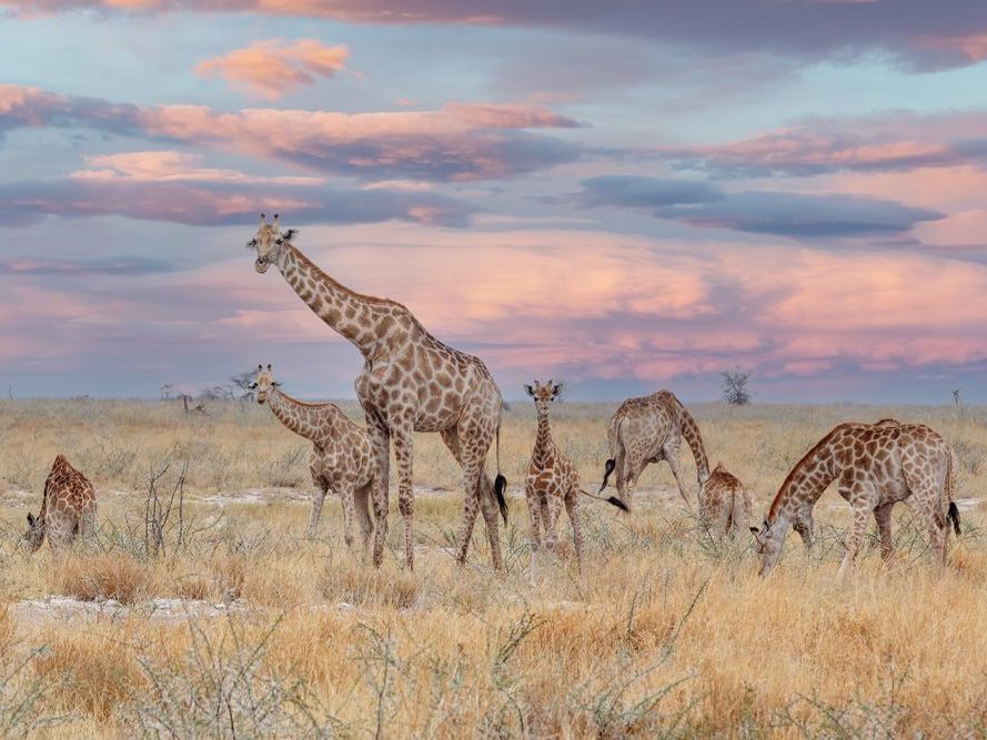 Guided drive from Etosha East to Etosha South, through the park to Etosha Safari Lodge, afternoon arrival with time to relax after a nearly full day game drive in Etosha National Park