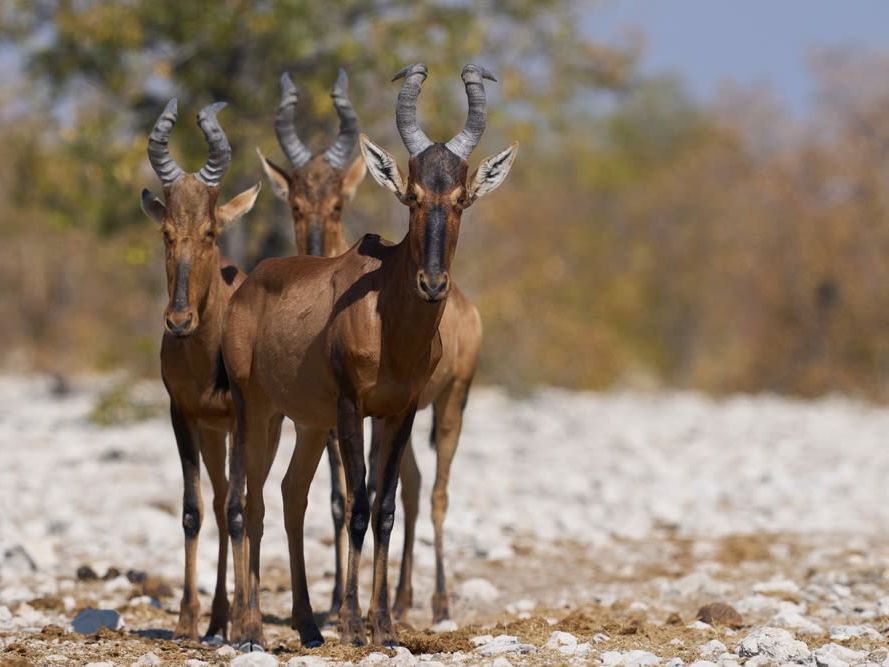 South Etosha National Park
