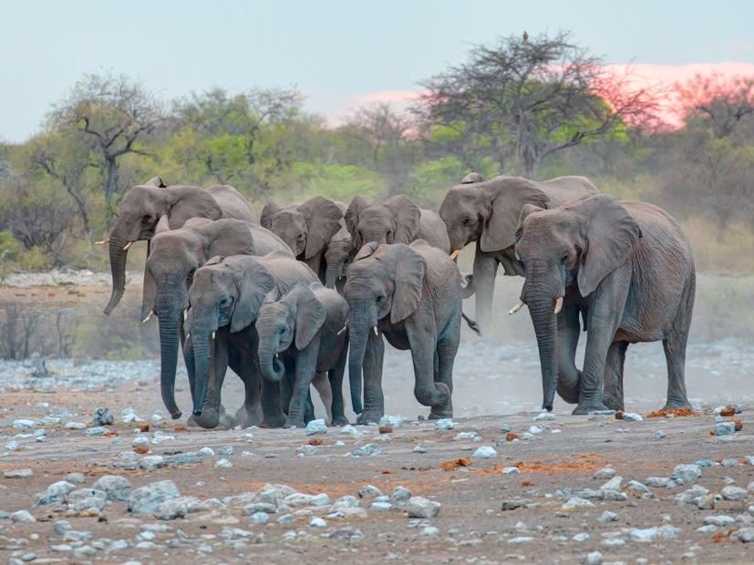 Guided drive from Etosha East to Etosha South, through the park to Etosha Safari Lodge, afternoon arrival with time to relax after a nearly full day game drive in Etosha National Park