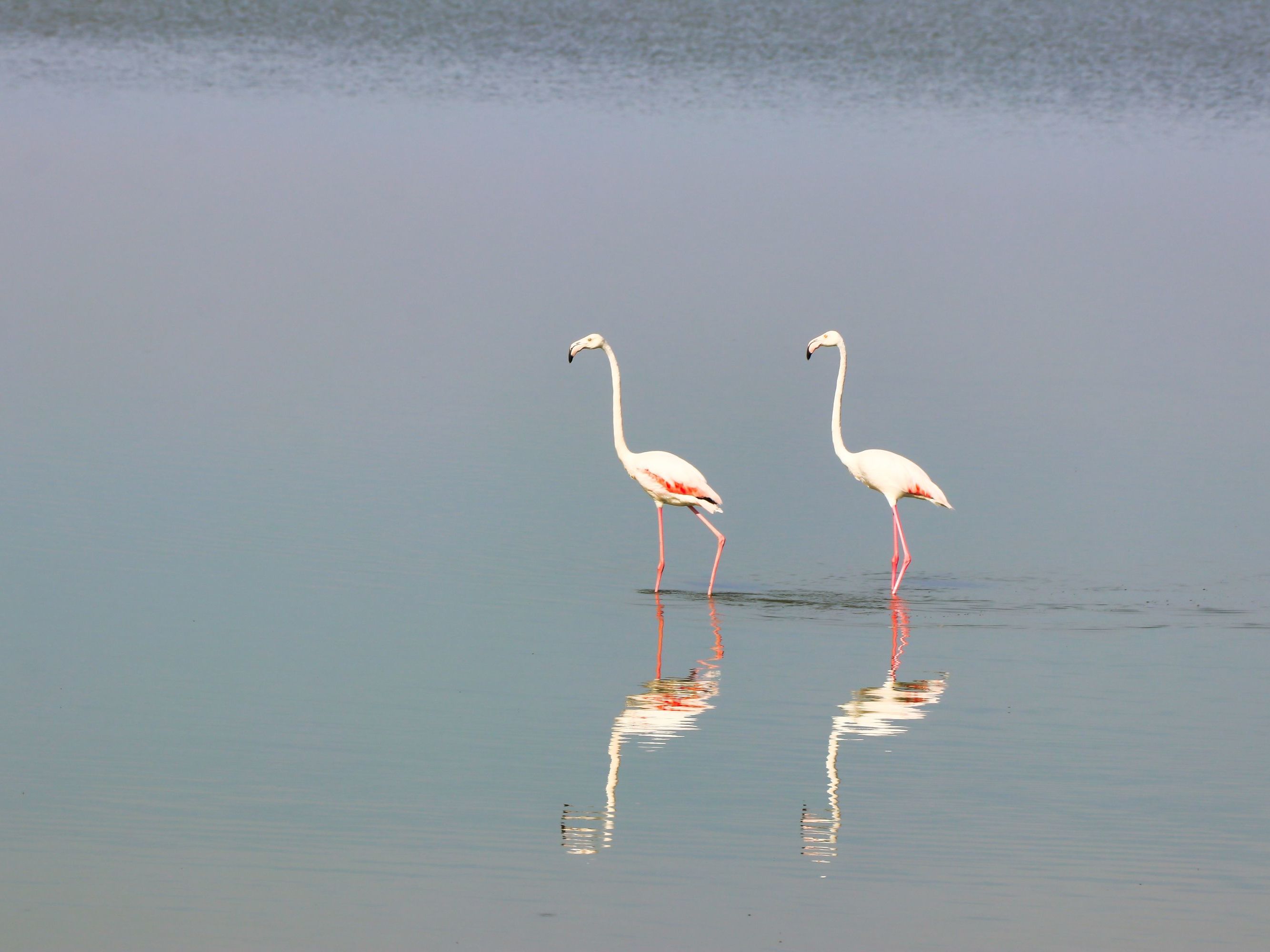 Half day Sandwich Harbor Tour