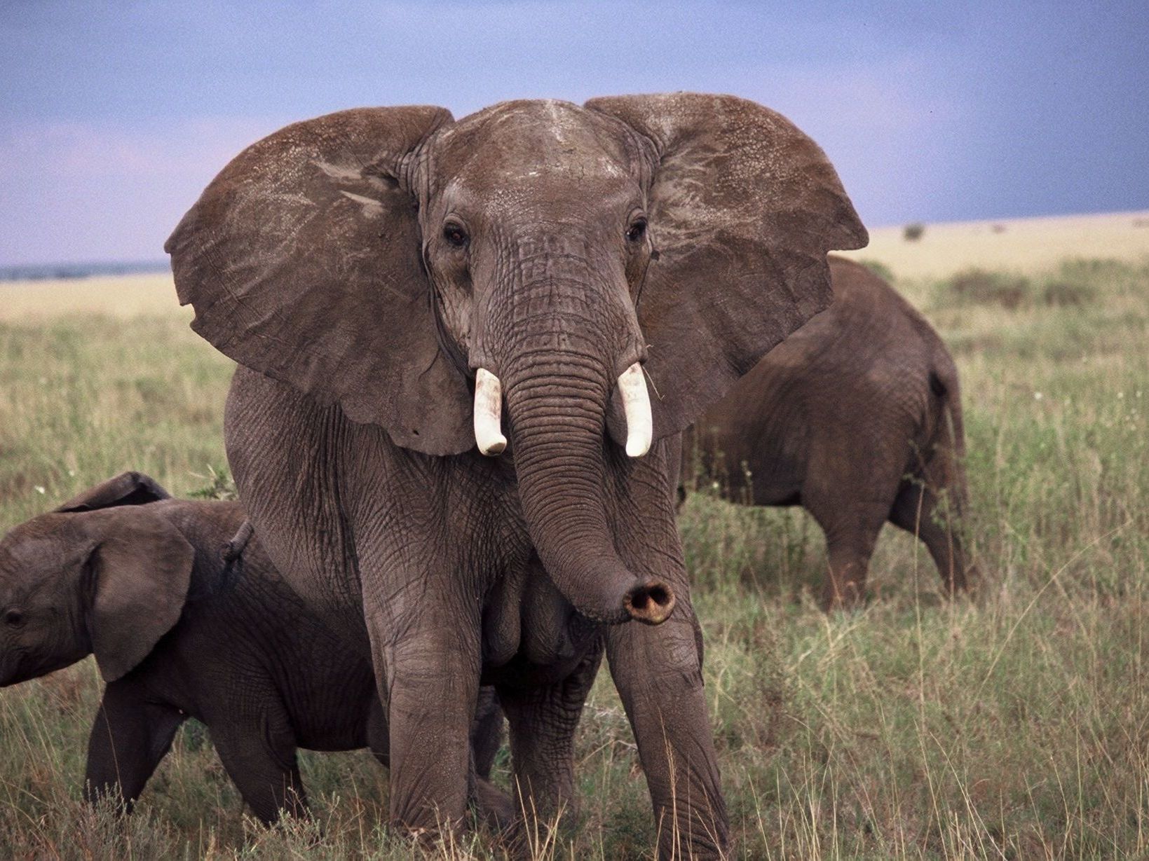 Game Drives in Sabi Sands Game Reserve