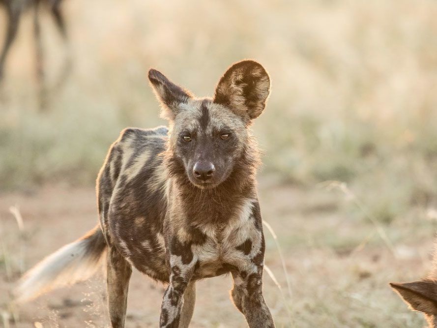 On safari in the South Luangwa National Park