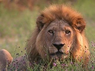 On safari in the Linyanti Wildlife Reserve