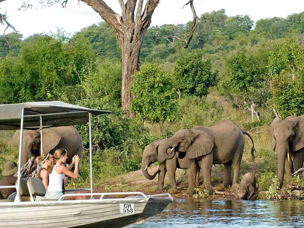On safari in the Chobe National Park