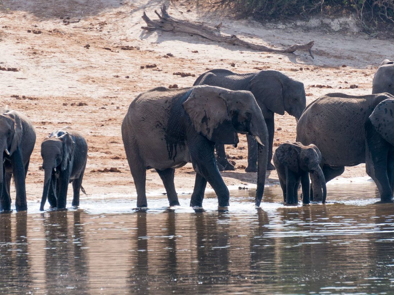 Chobe National Park