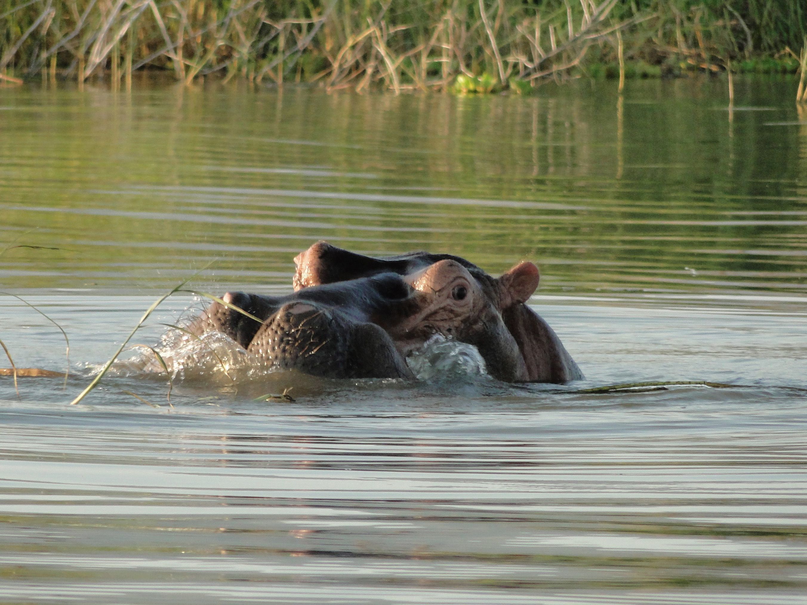 Boat trip at Lake Chamo and Drive to Konso
