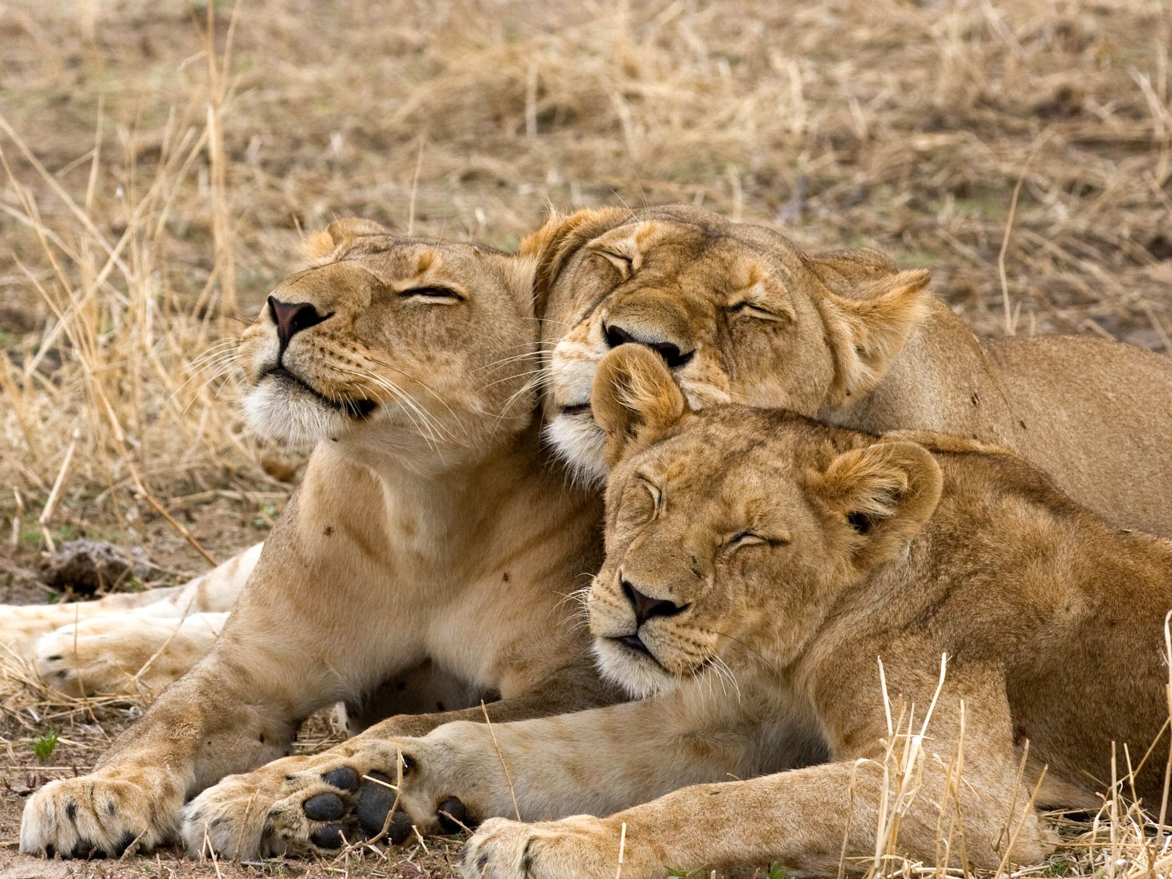 Game Drives in Tarangire National Park