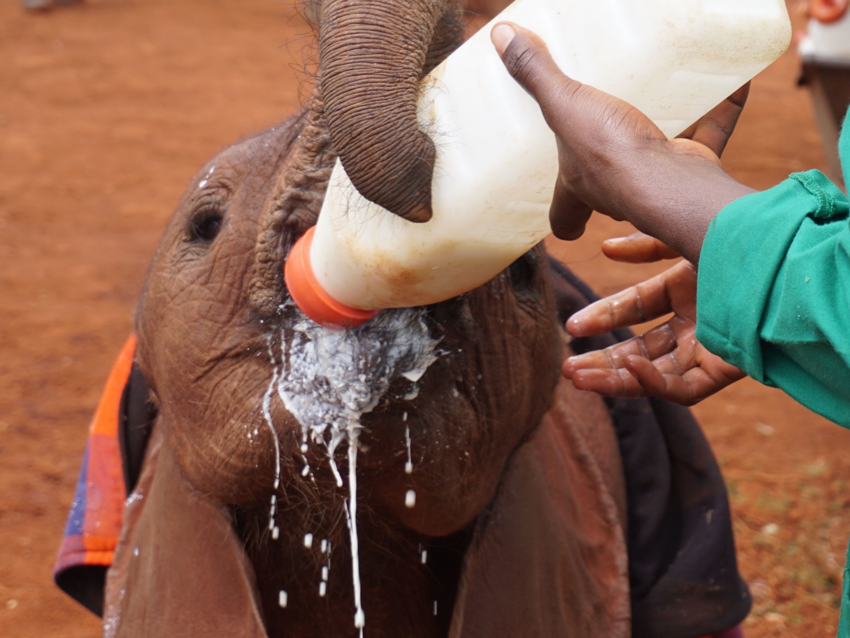 Daphne Sheldrick Animal Orphanage