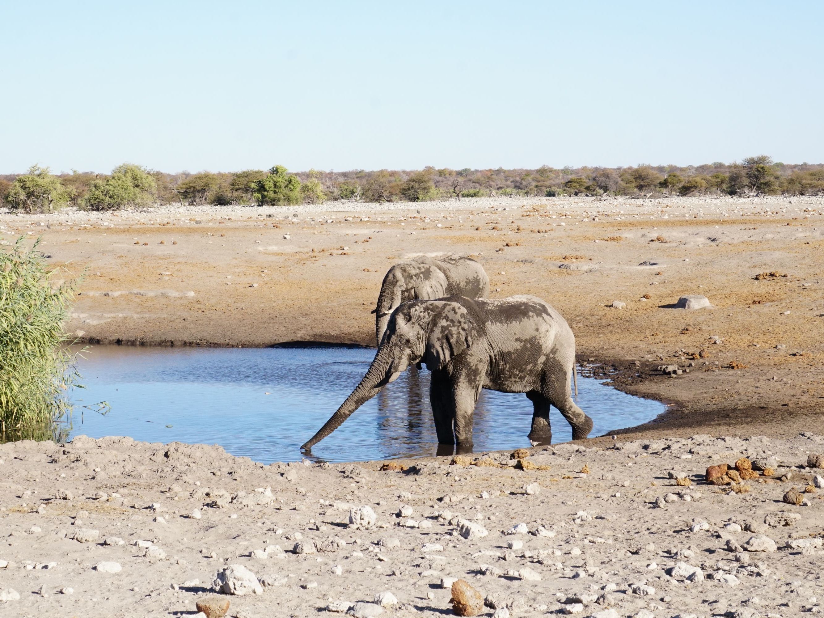 Full Day in Etosha