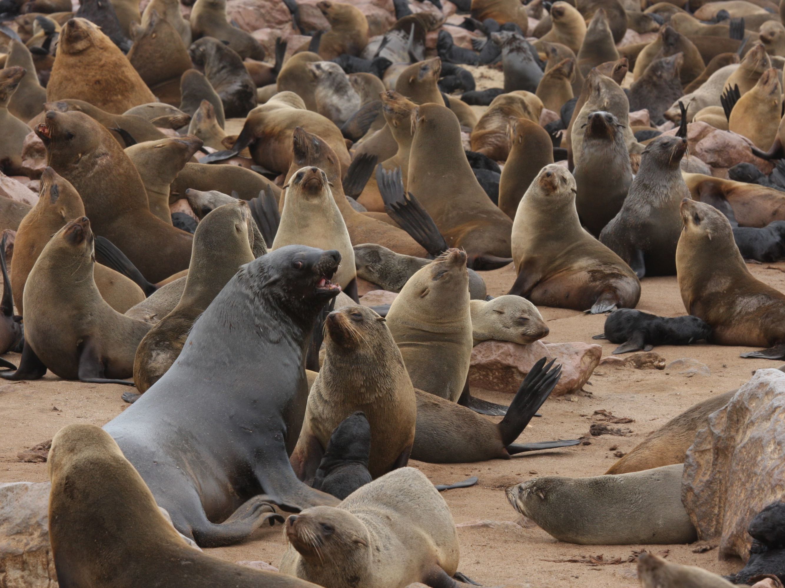 Full Day Exploring the Swakopmund area