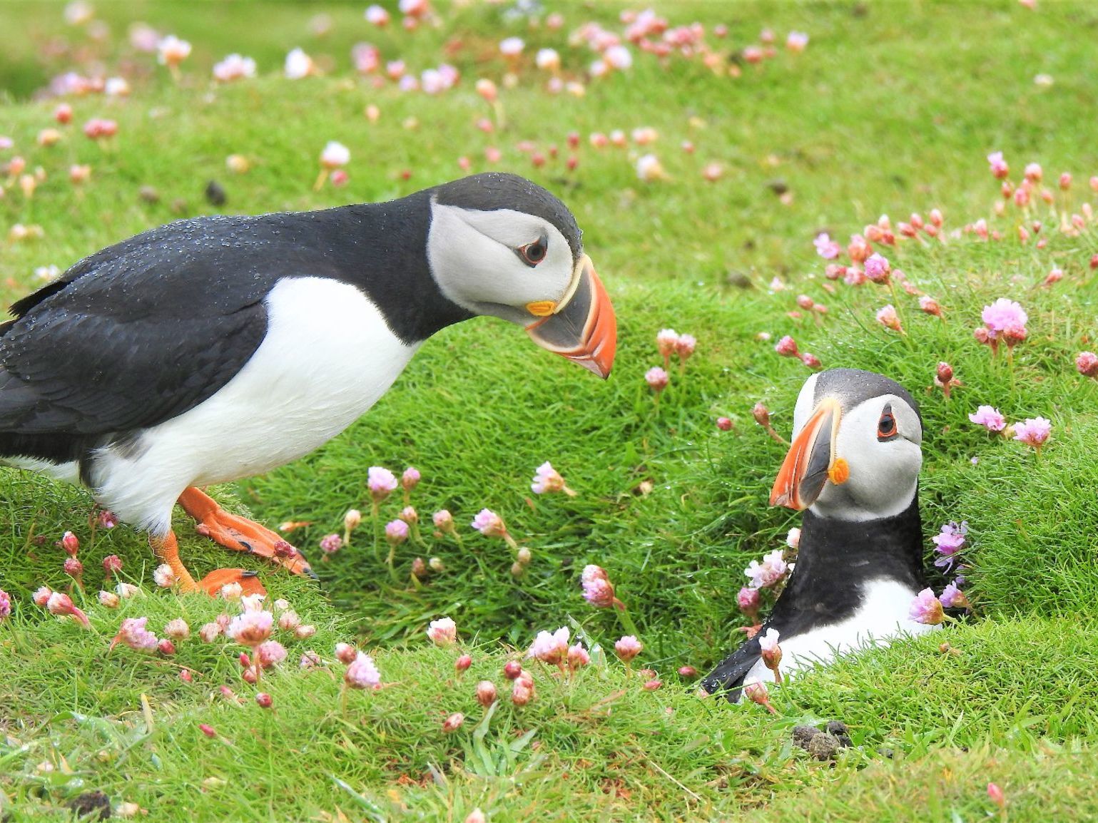Skomer Island Scenic Overflight