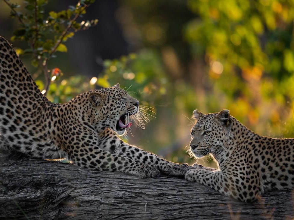 Game Drives in Sabi Sands Game Reserve