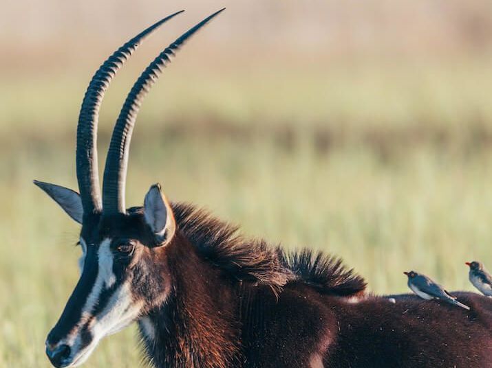 Game drives in Ruaha National Park