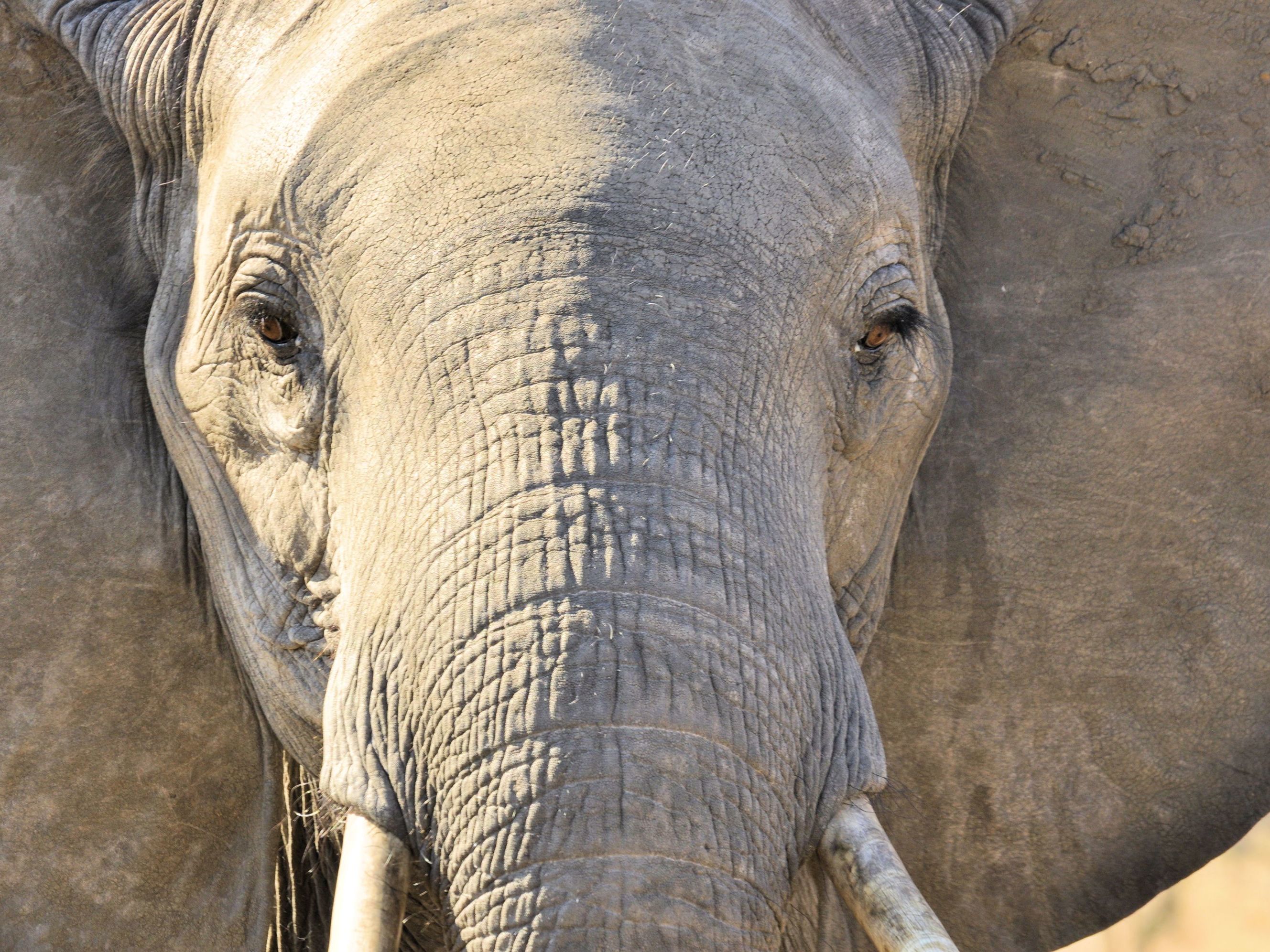 Game drives in Lake Manyara National Park