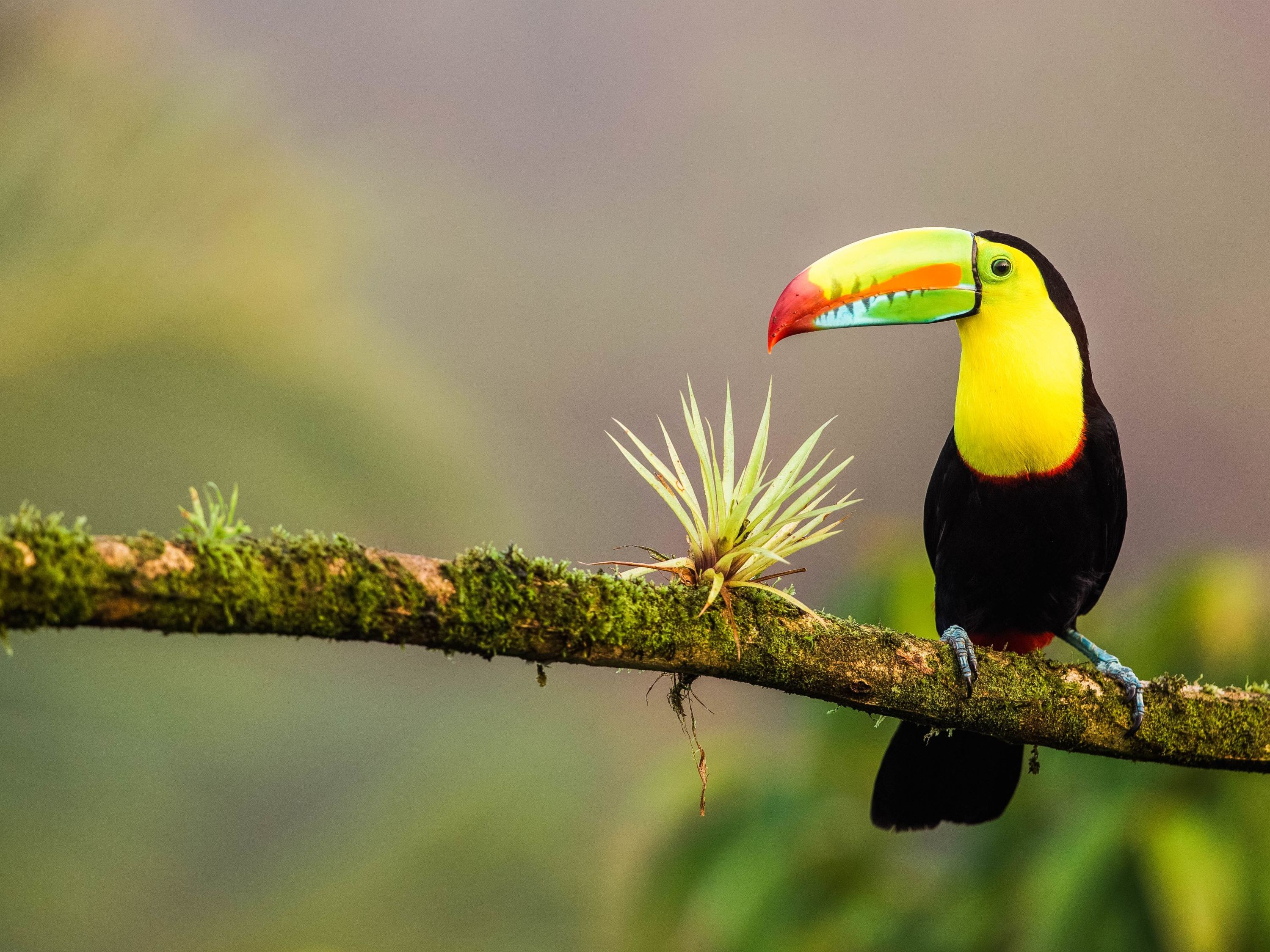 Introducing Costa Rica