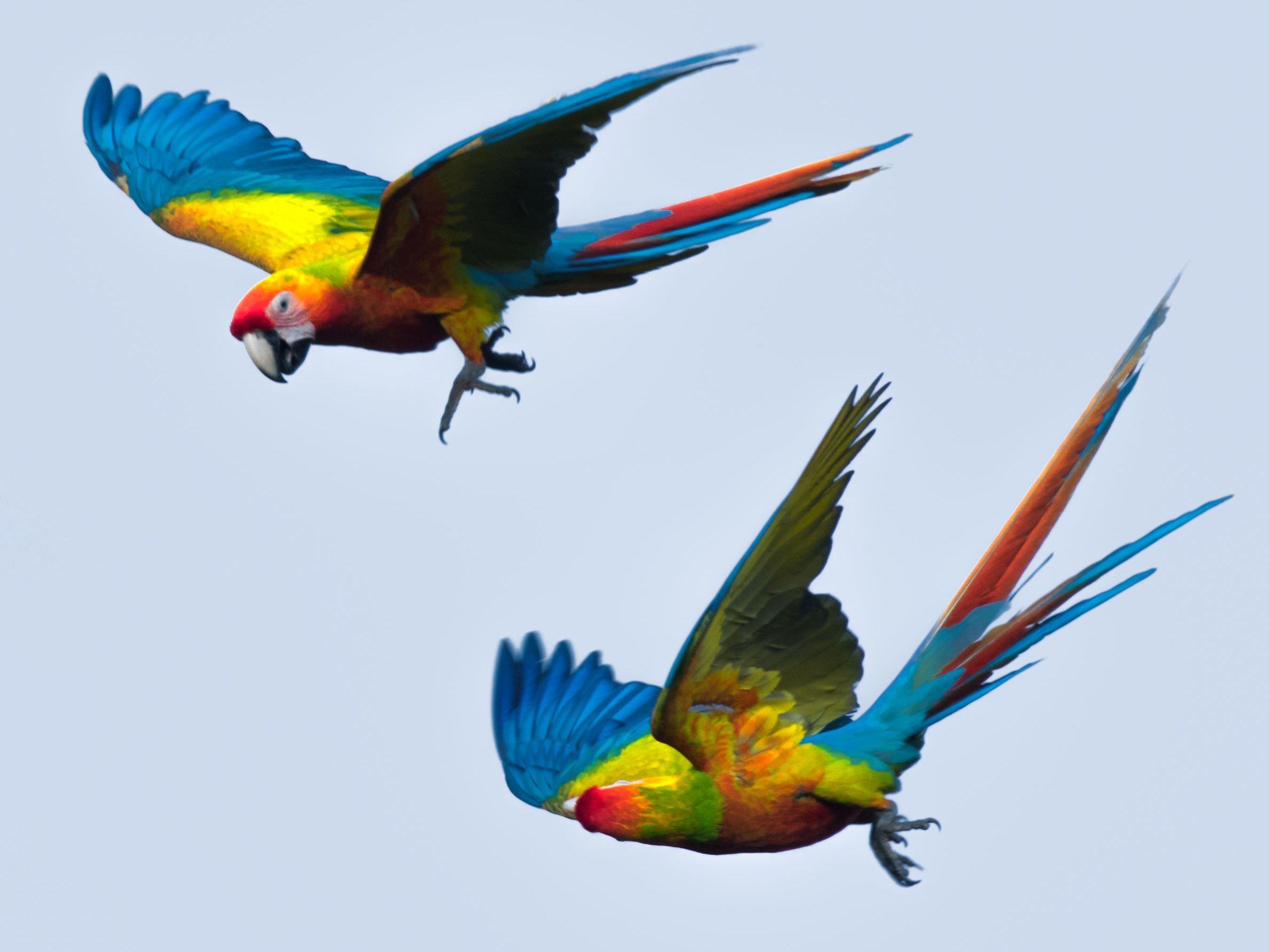 Cano Island & Corcovado National Park