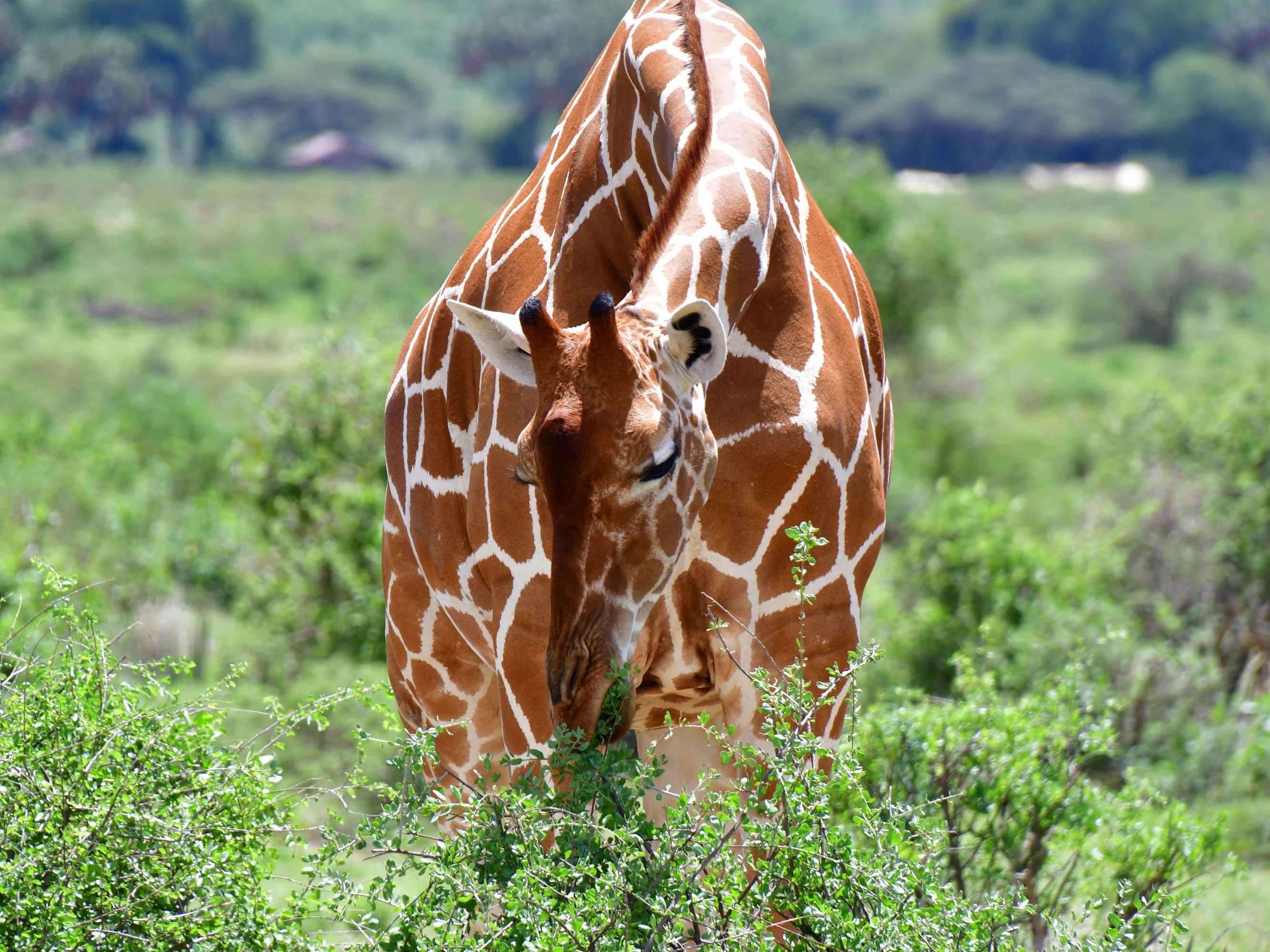 Game Drives in Samburu Game Reserve