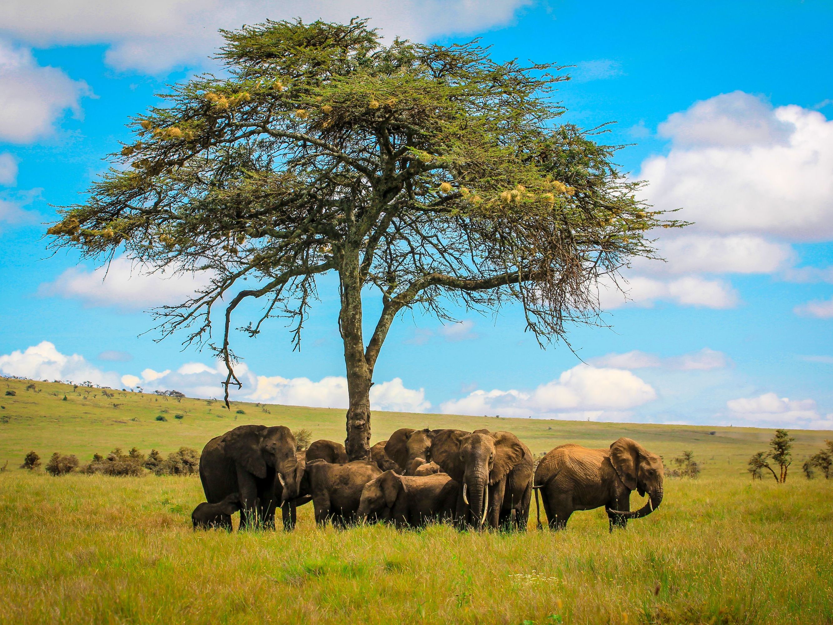 Game drives in Lewa Wilderness Conservancy