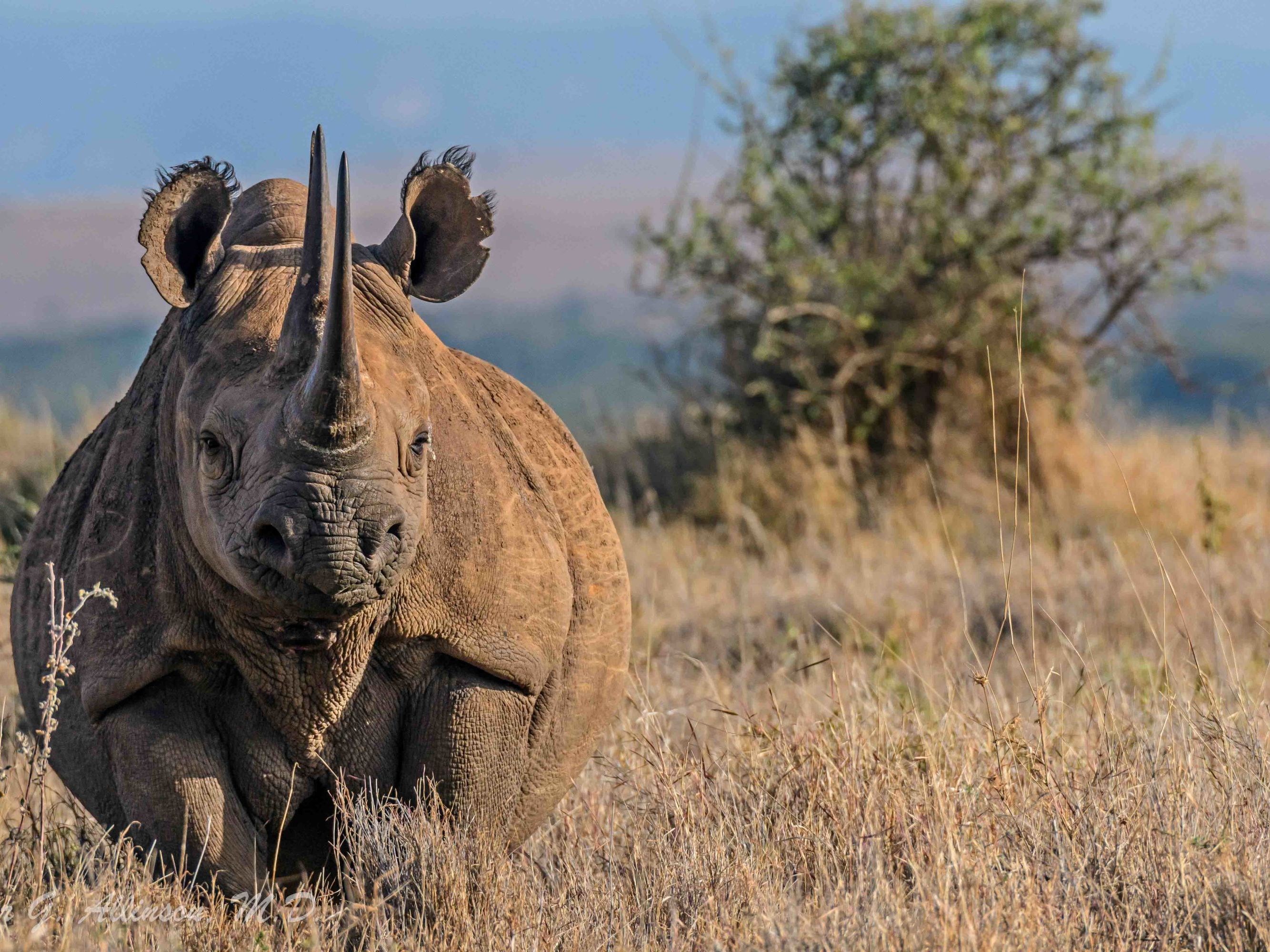 Lewa Wildlife Conservancy