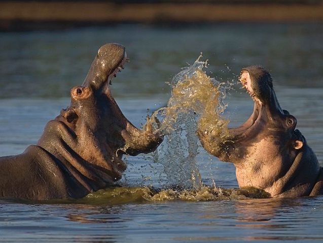 Introducing the Maasai Mara