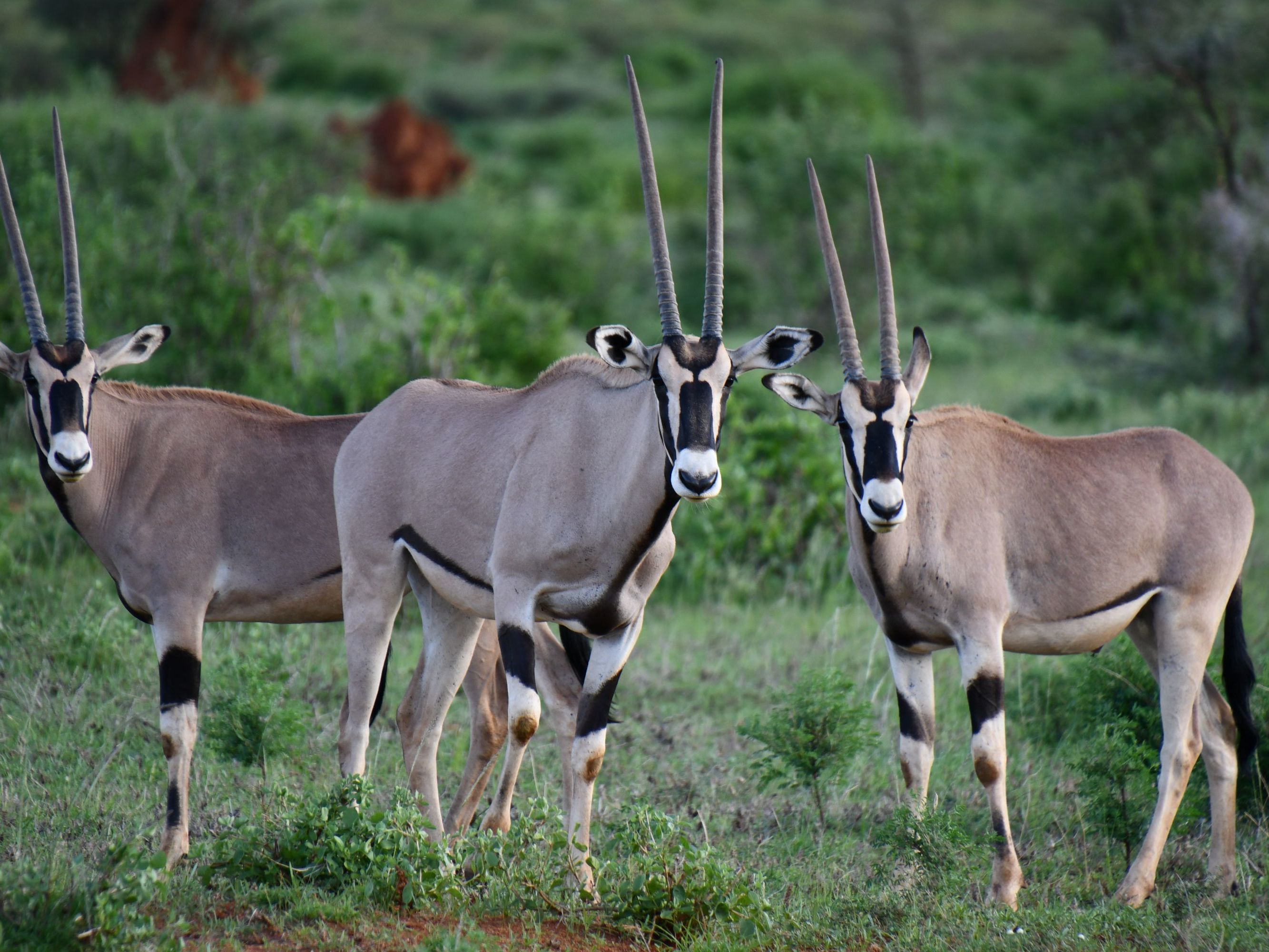 Game Drives in Samburu Game Reserve