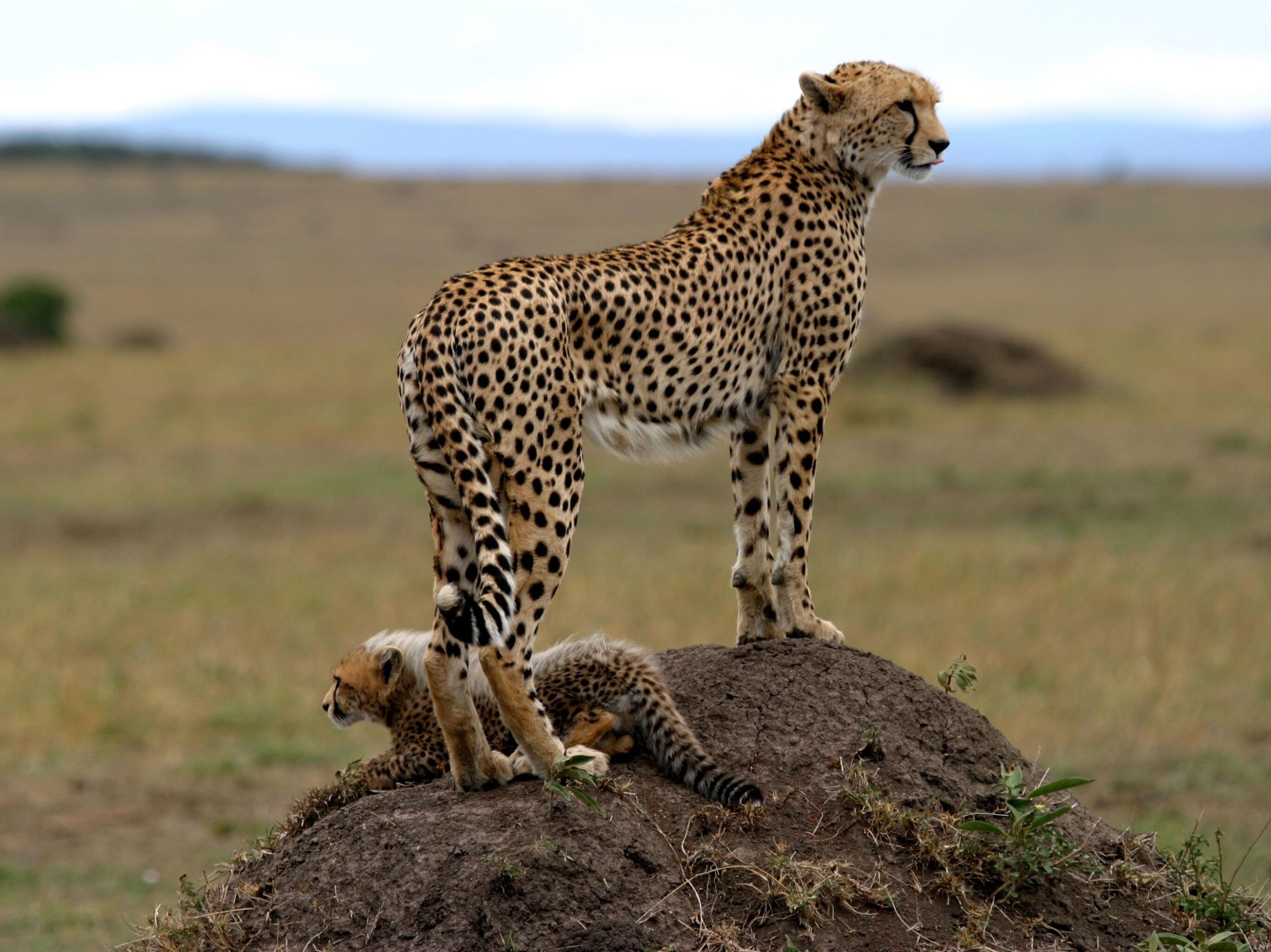 Northern Serengeti National Park