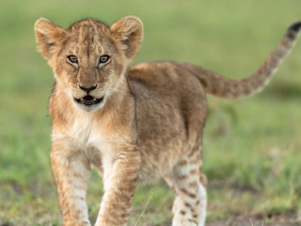 Sabi Sands Private Game Reserve