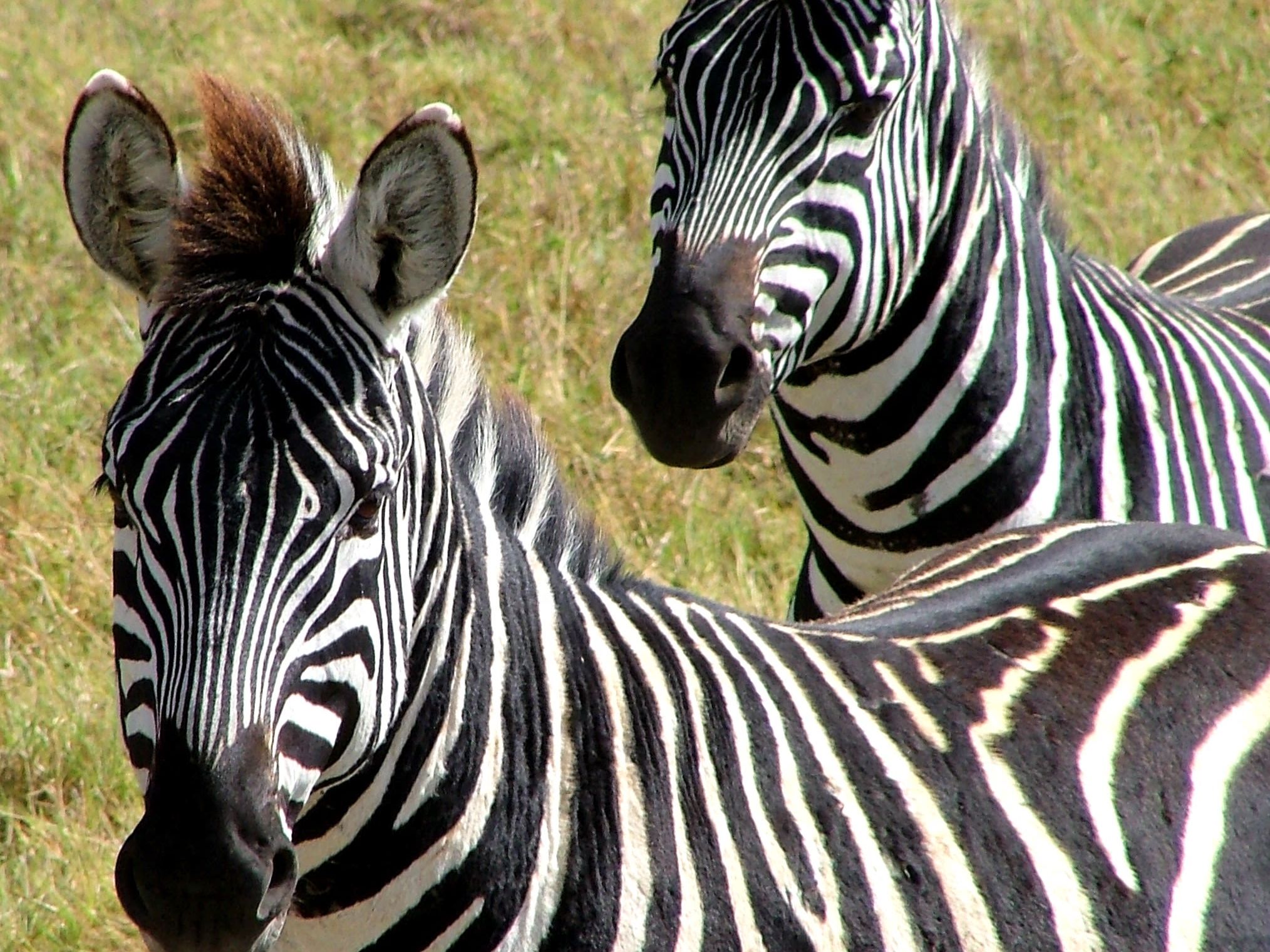 Sabi Sands Private Game Reserve