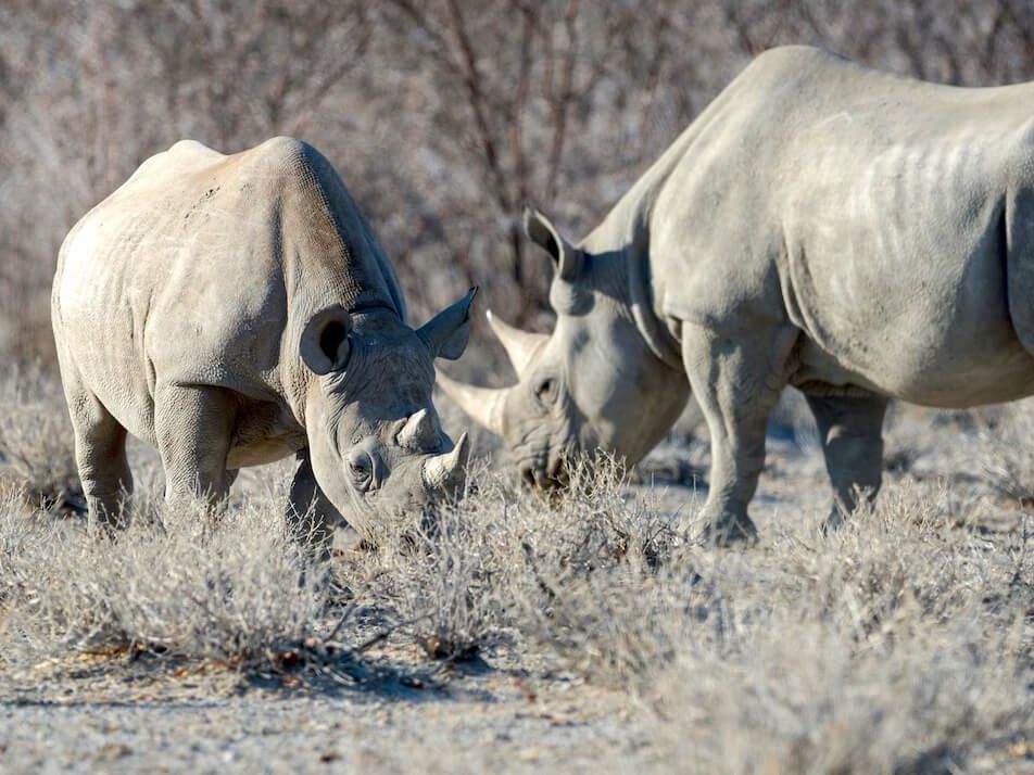 South Etosha National Park