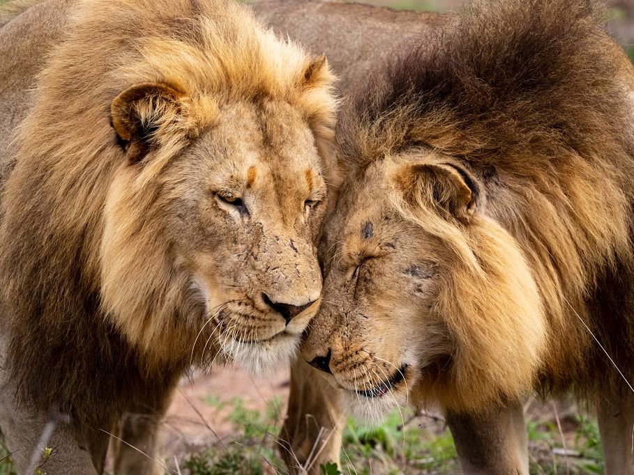 Sabi Sand Game Reserve