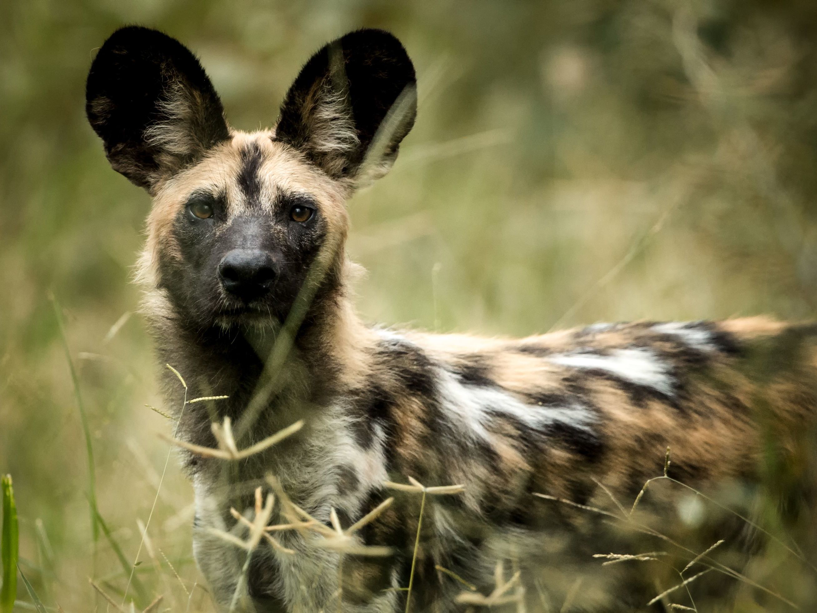 Khwai River Concession