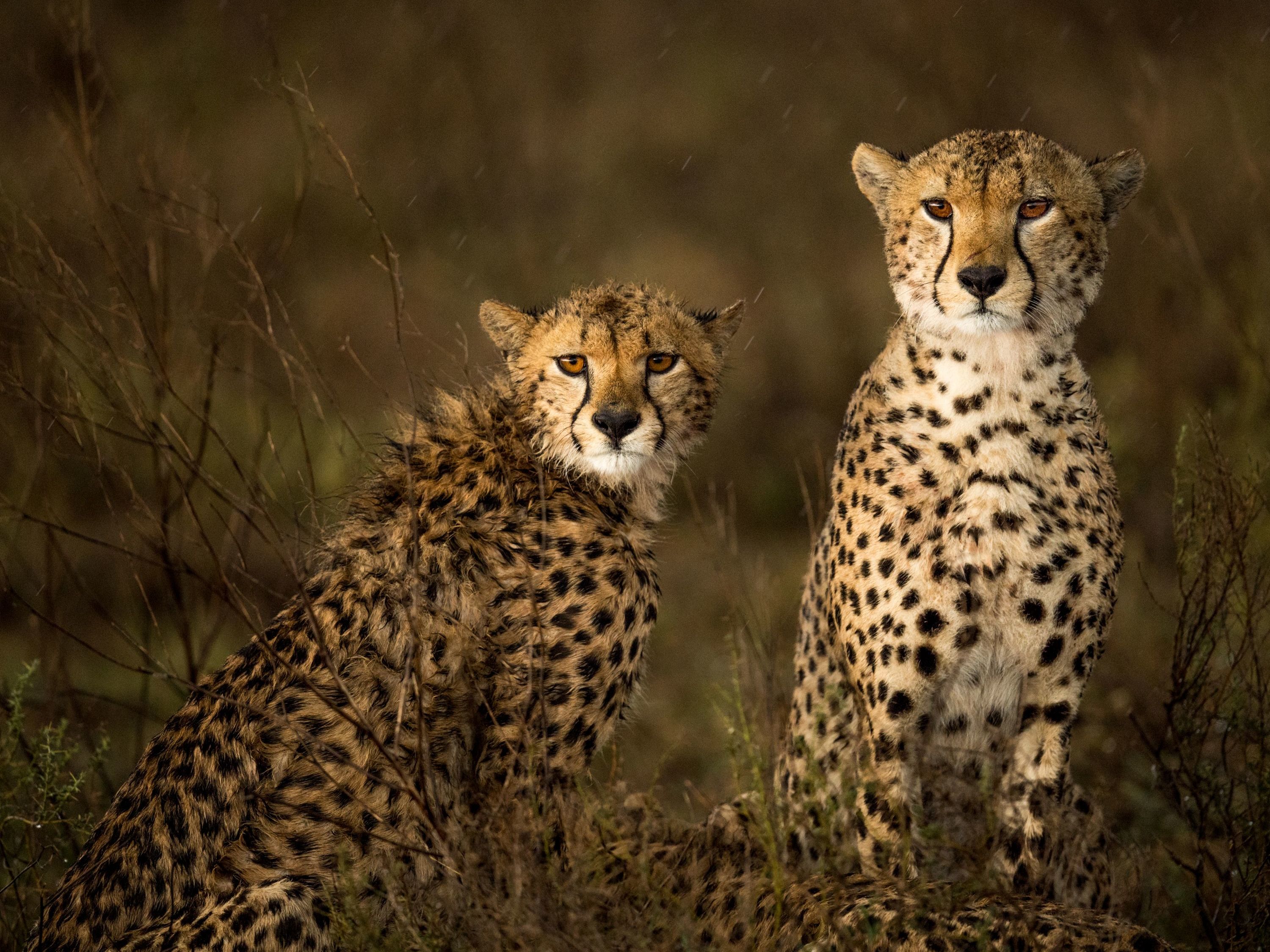 Introducing Serengeti National Park