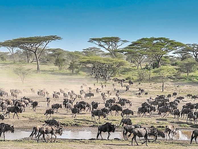On safari in the Serengeti National Park
