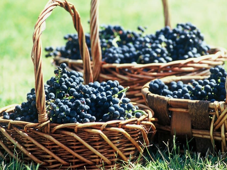 Colchugua Wine Valley Tour