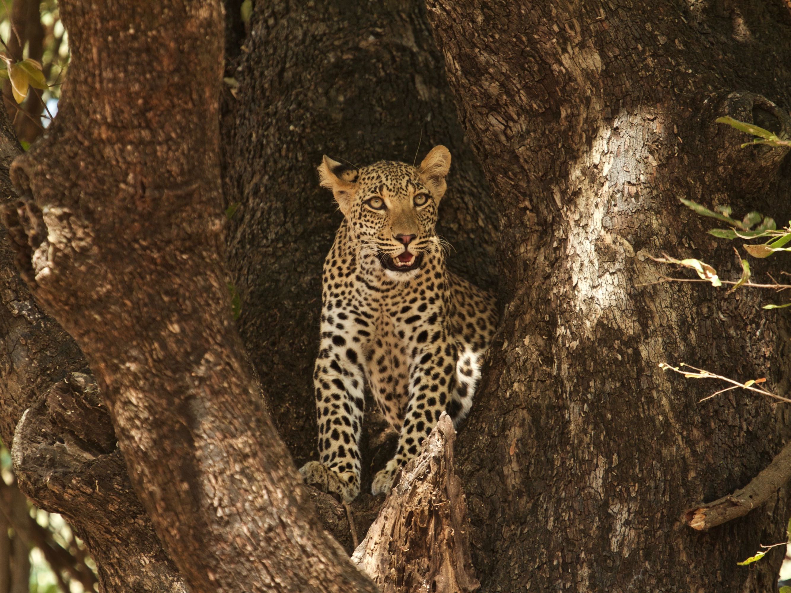 On safari in the South Luangwa National Park