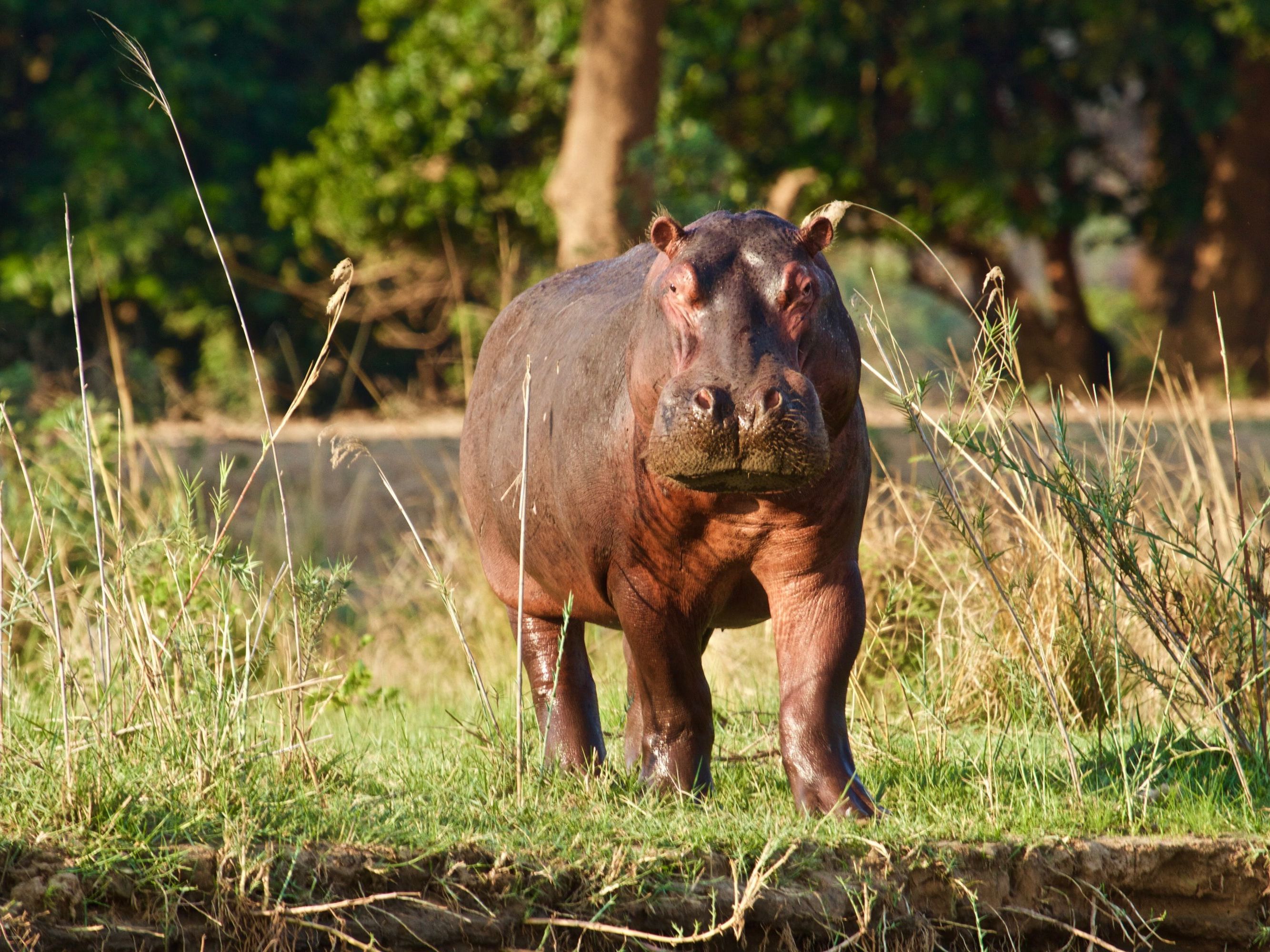 On safari in the South Luangwa National Park