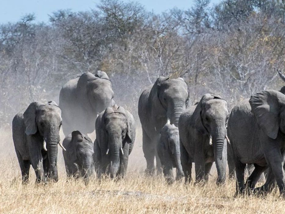 Game Drives in Tarangire National Park