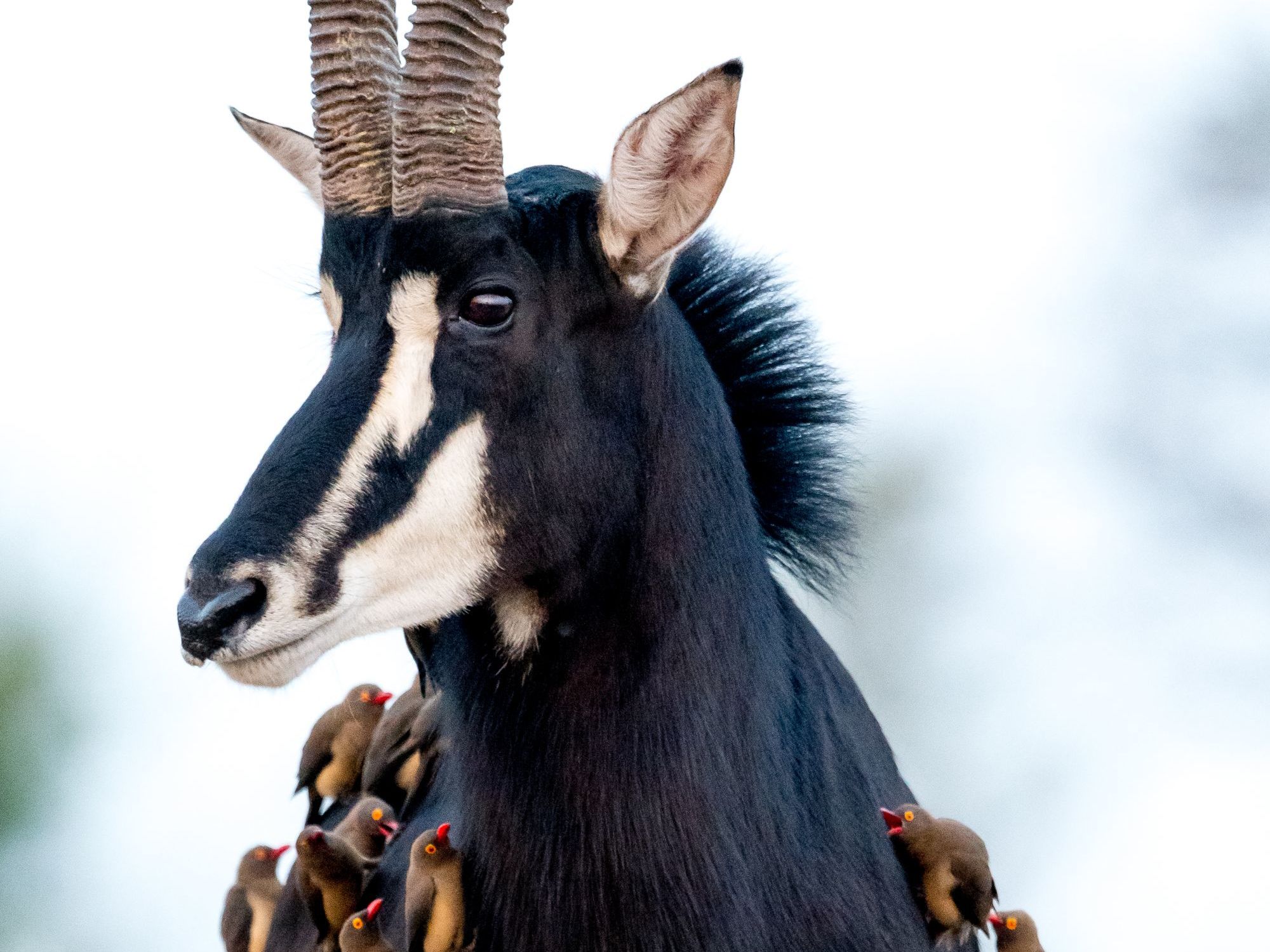 Game drives in Selous Game Reserve
