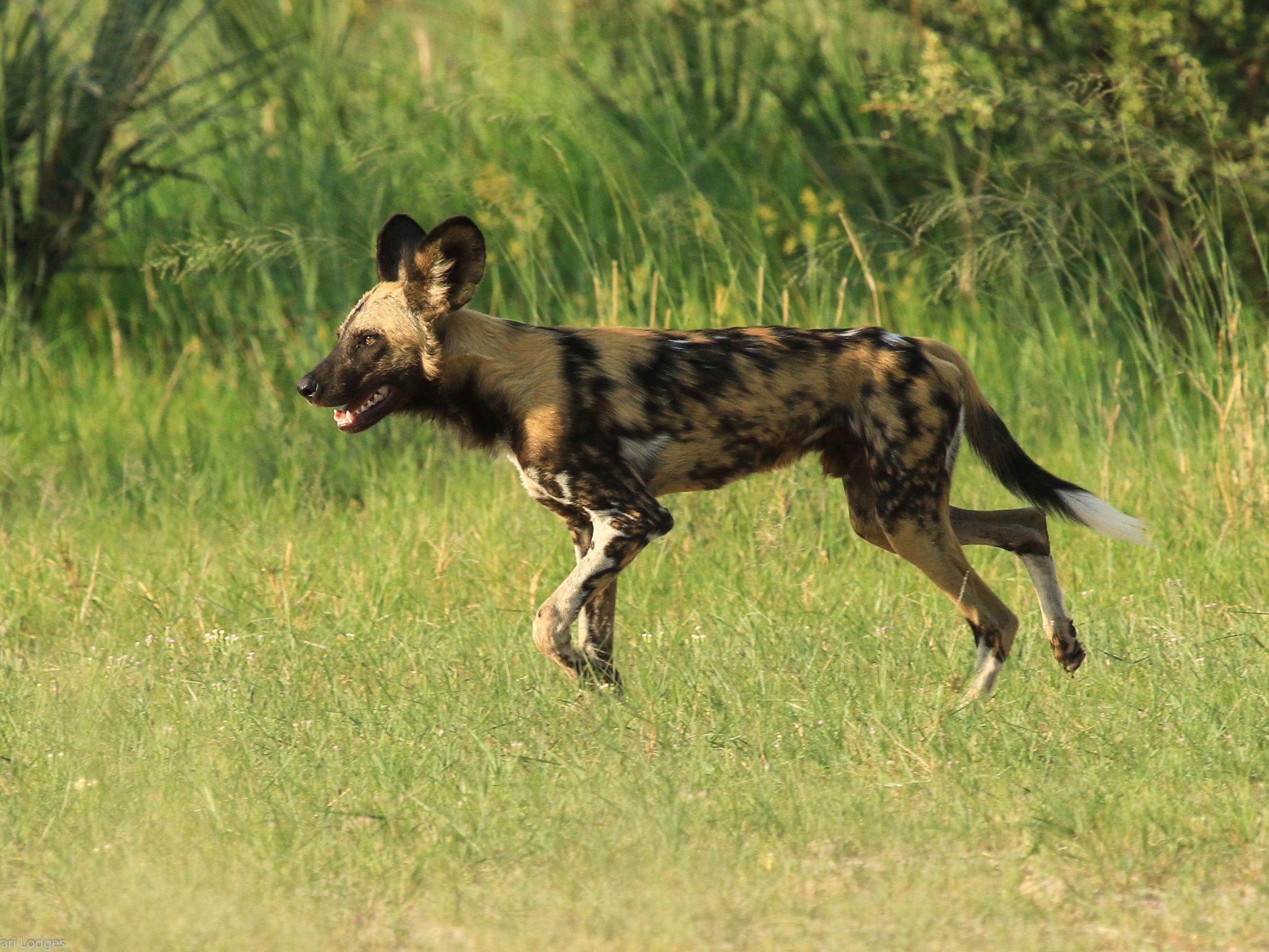 On safari in the Linyanti Wildlife Reserve