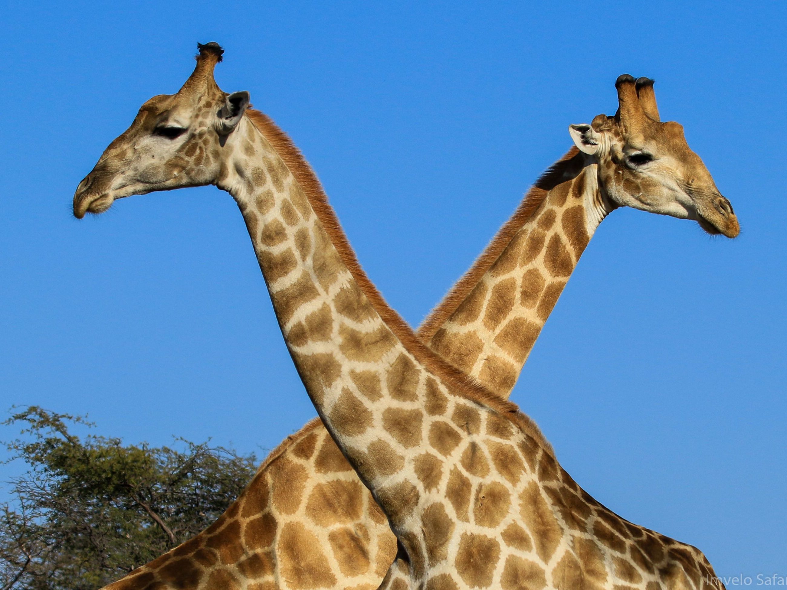 Game Drives in Pilanesberg National Park