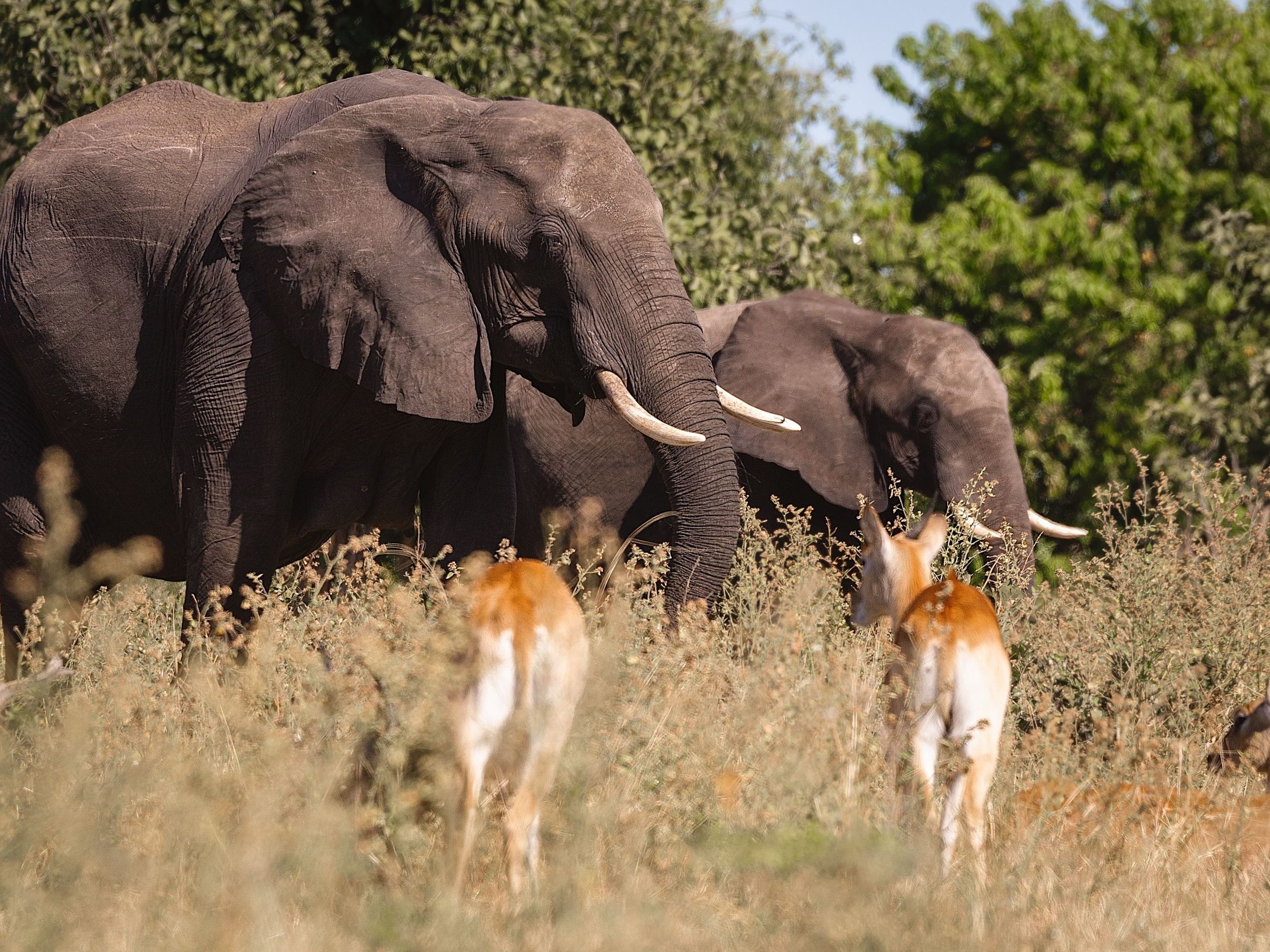 On safari in the Chobe National Park