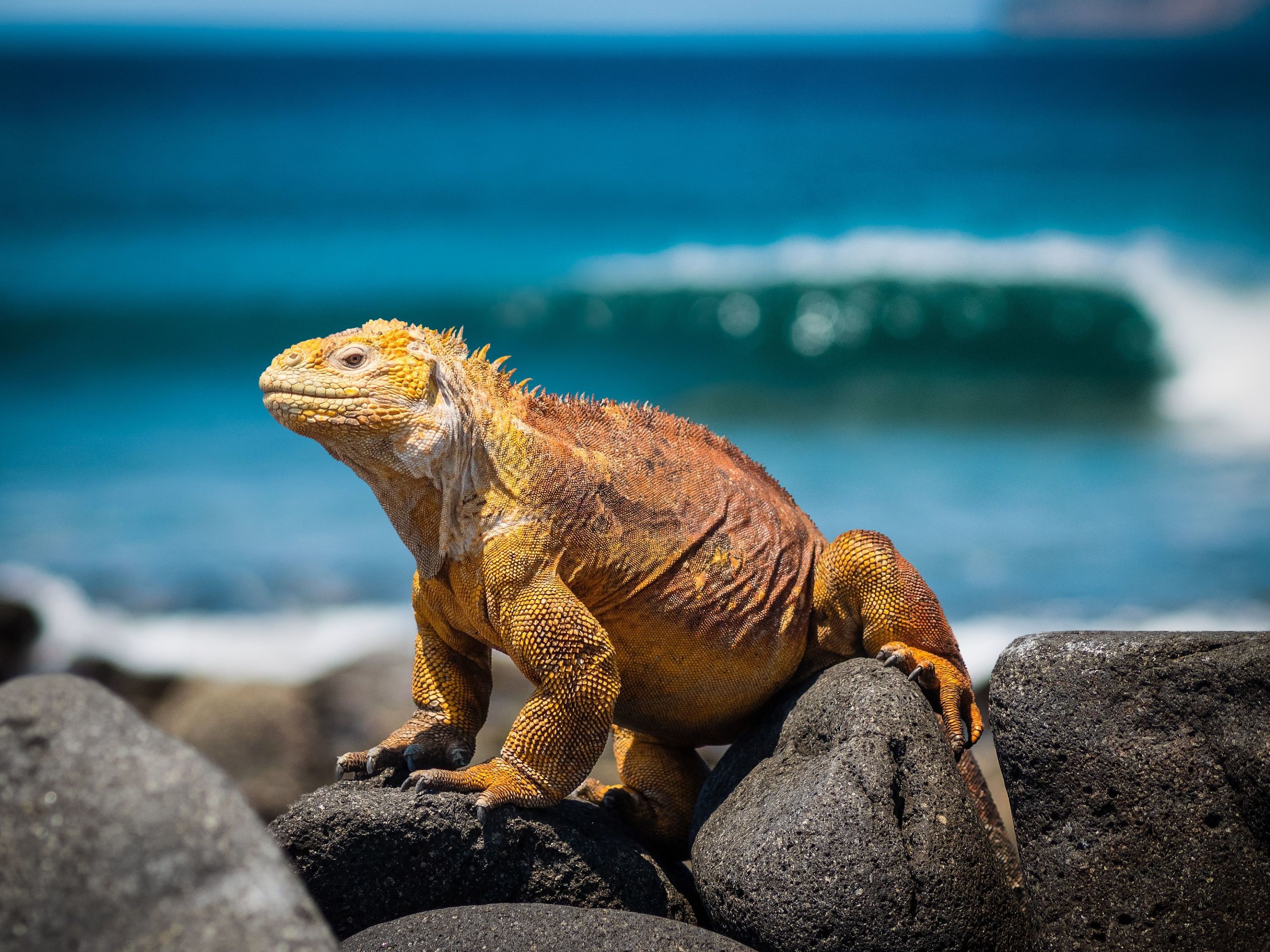Introducing the Galapagos Islands