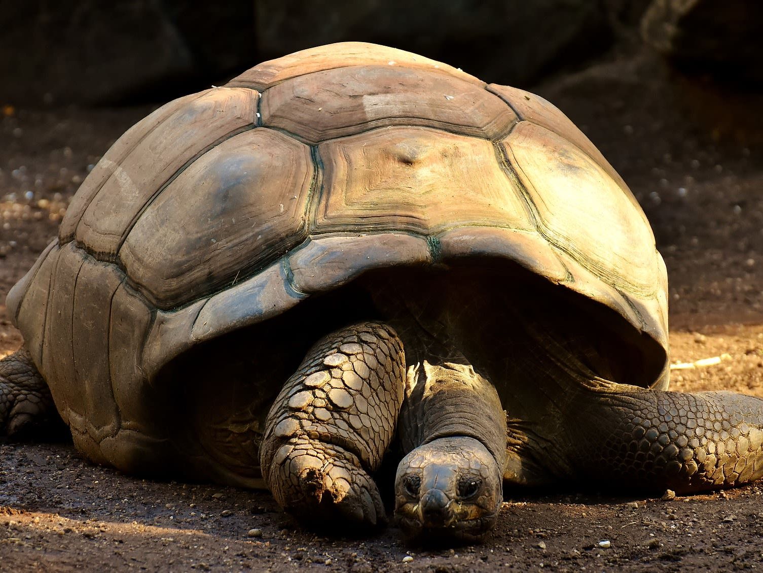 Visit to the Giant Tortoise Breeding Centre on Isabela