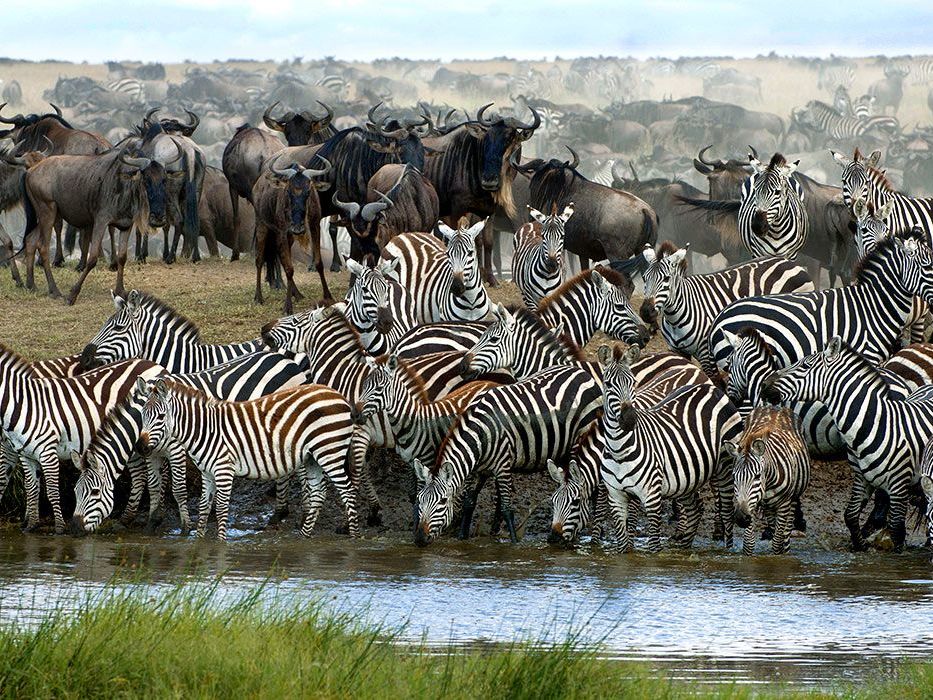 Game Drives in the Serengeti National Park