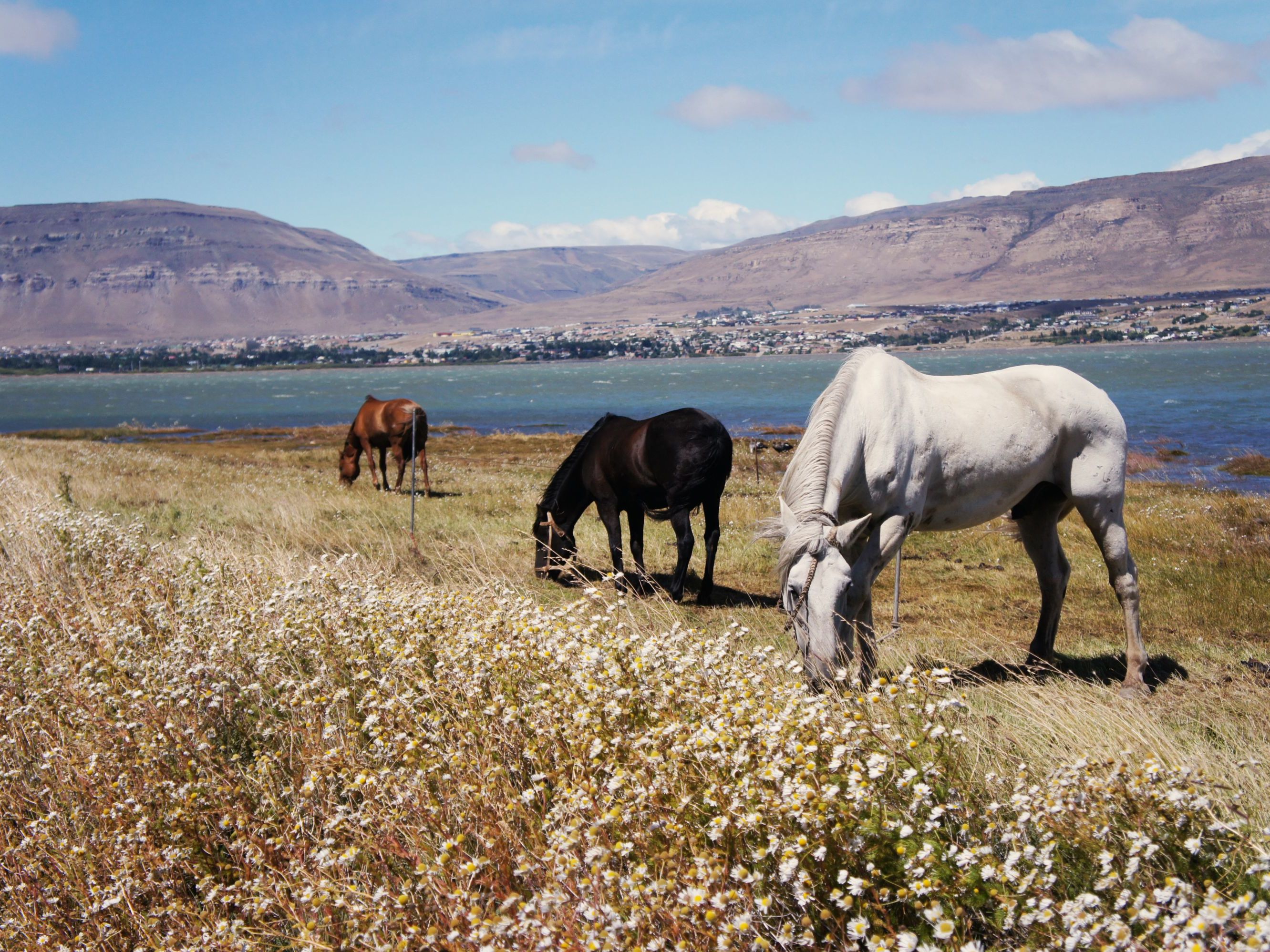 Introducing El Calafate