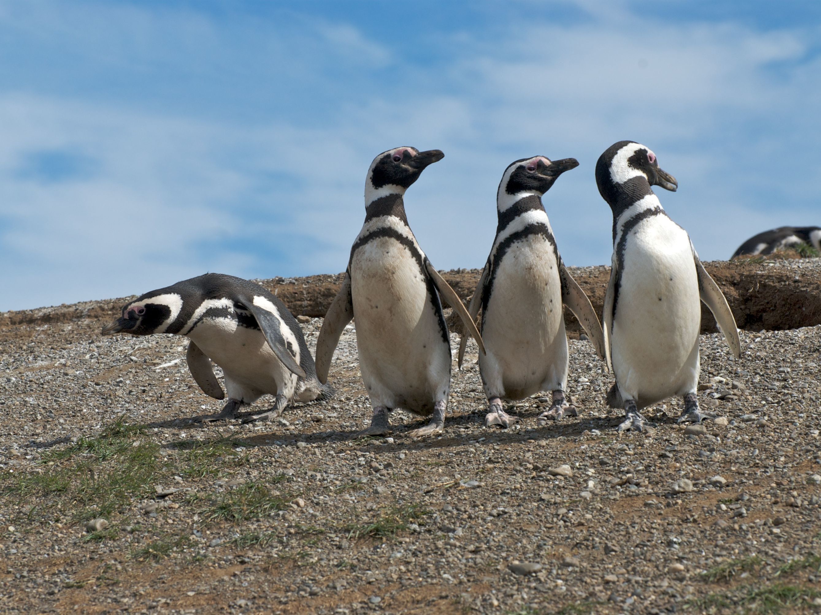 Cape Point & Boulders Penguin Sanctuary