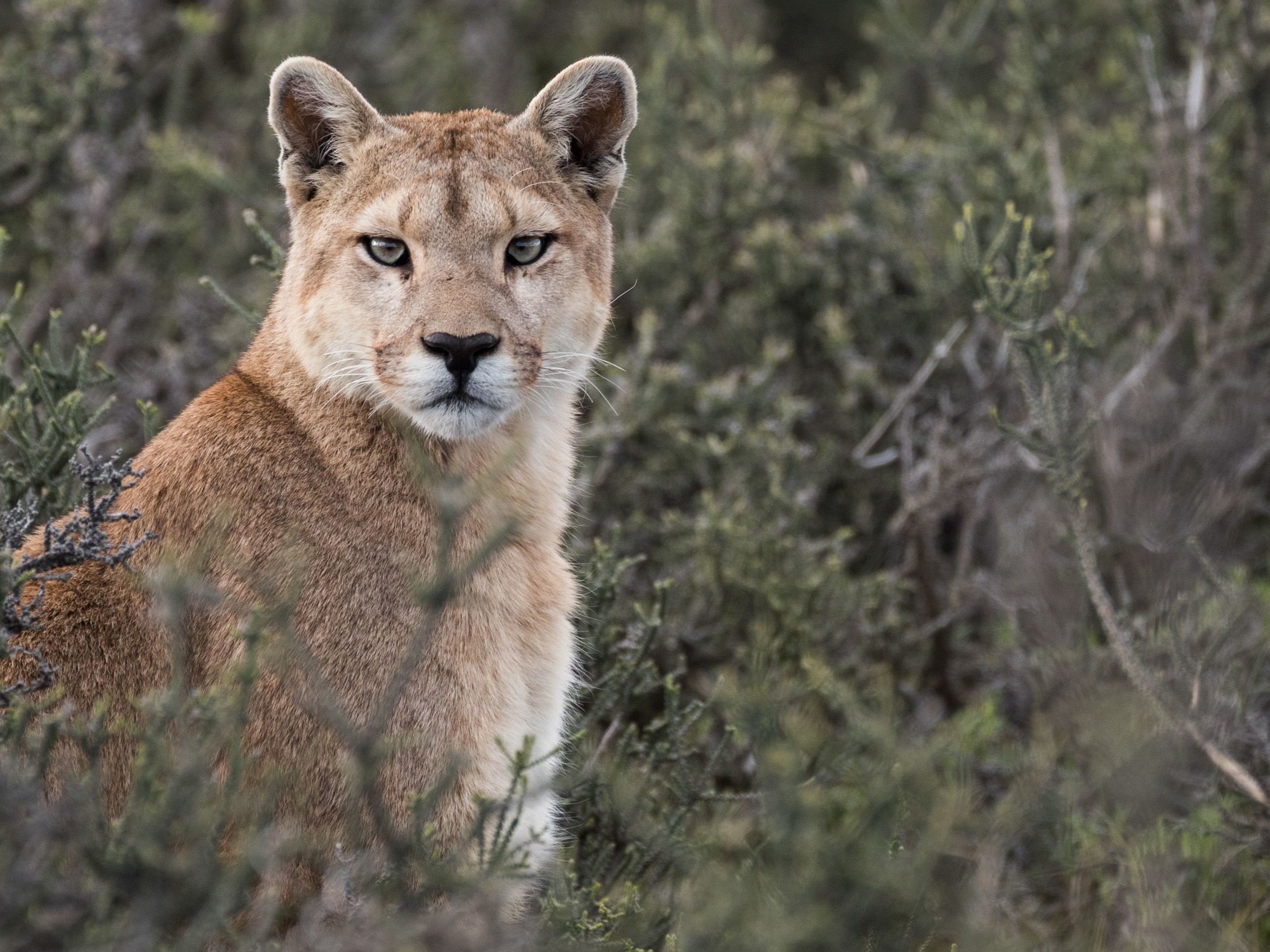 Optional / Included Excursions in Parque Patagonia