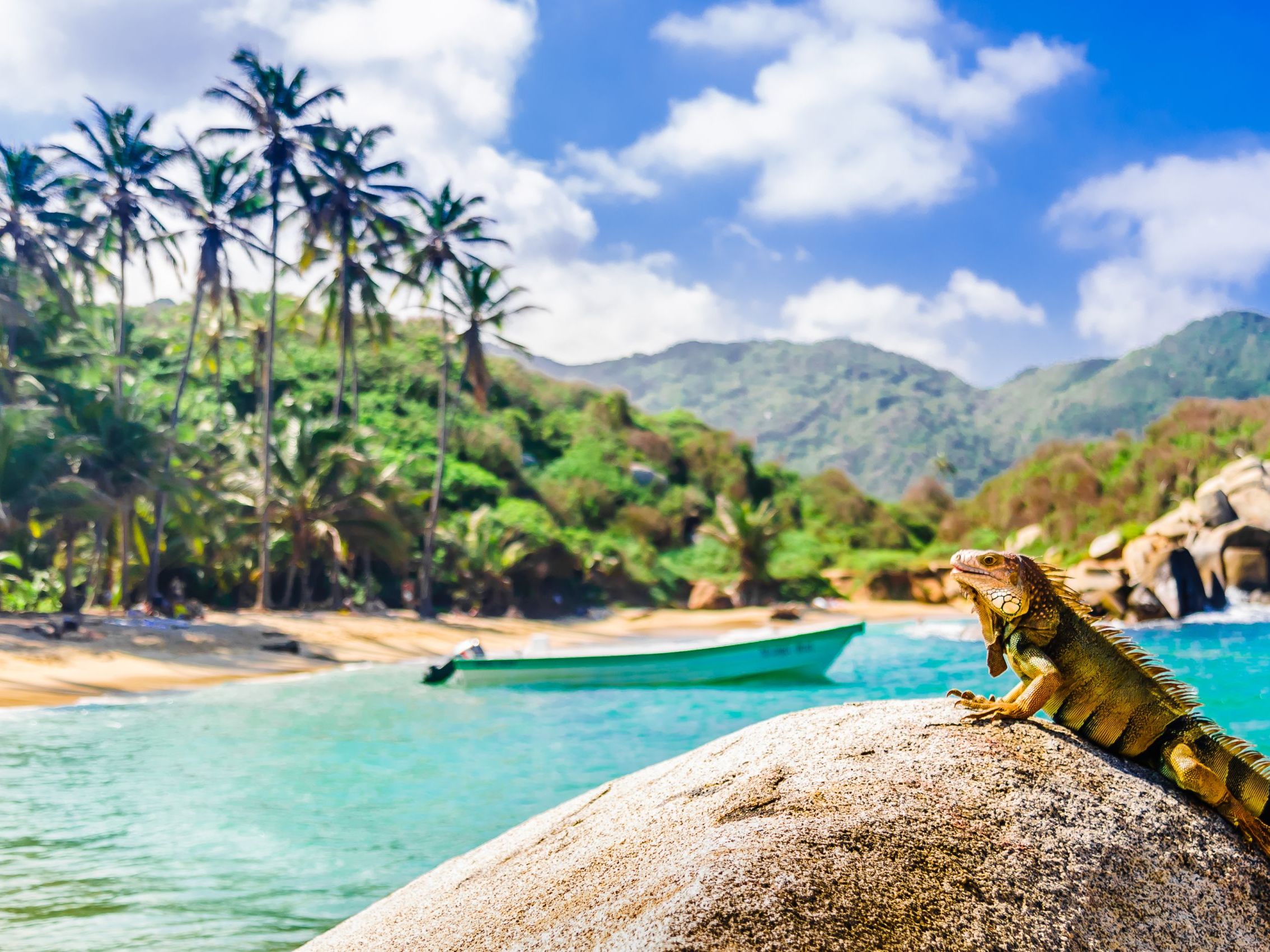 Introducing Palomino and Tayrona