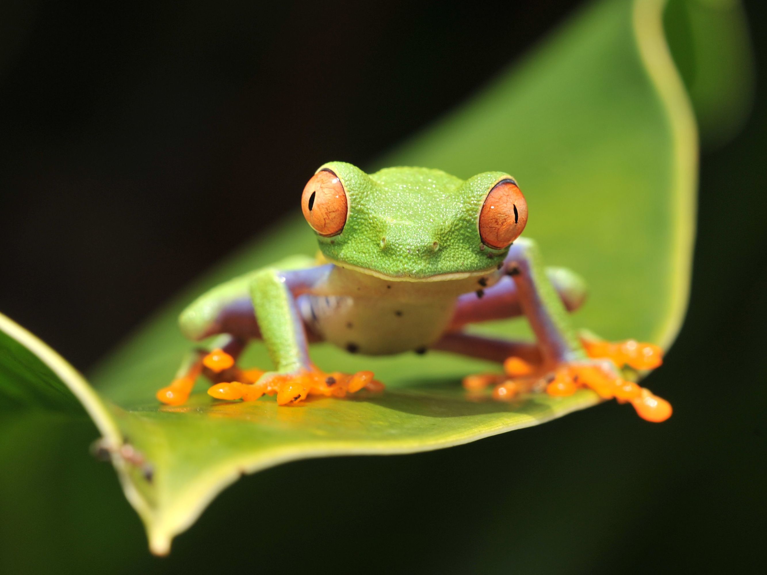 Introducing Costa Rica