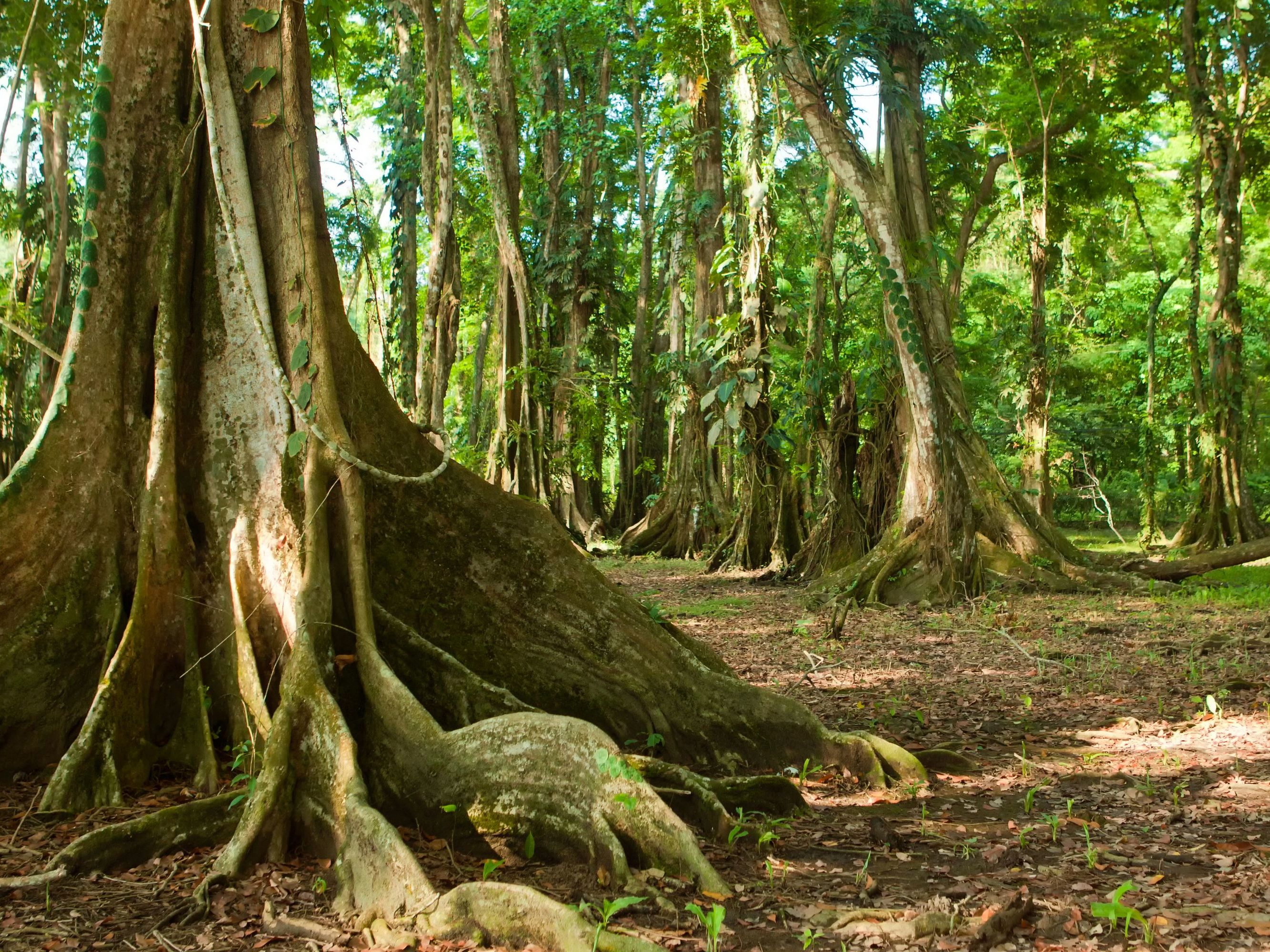 Introducing the Osa Peninsula